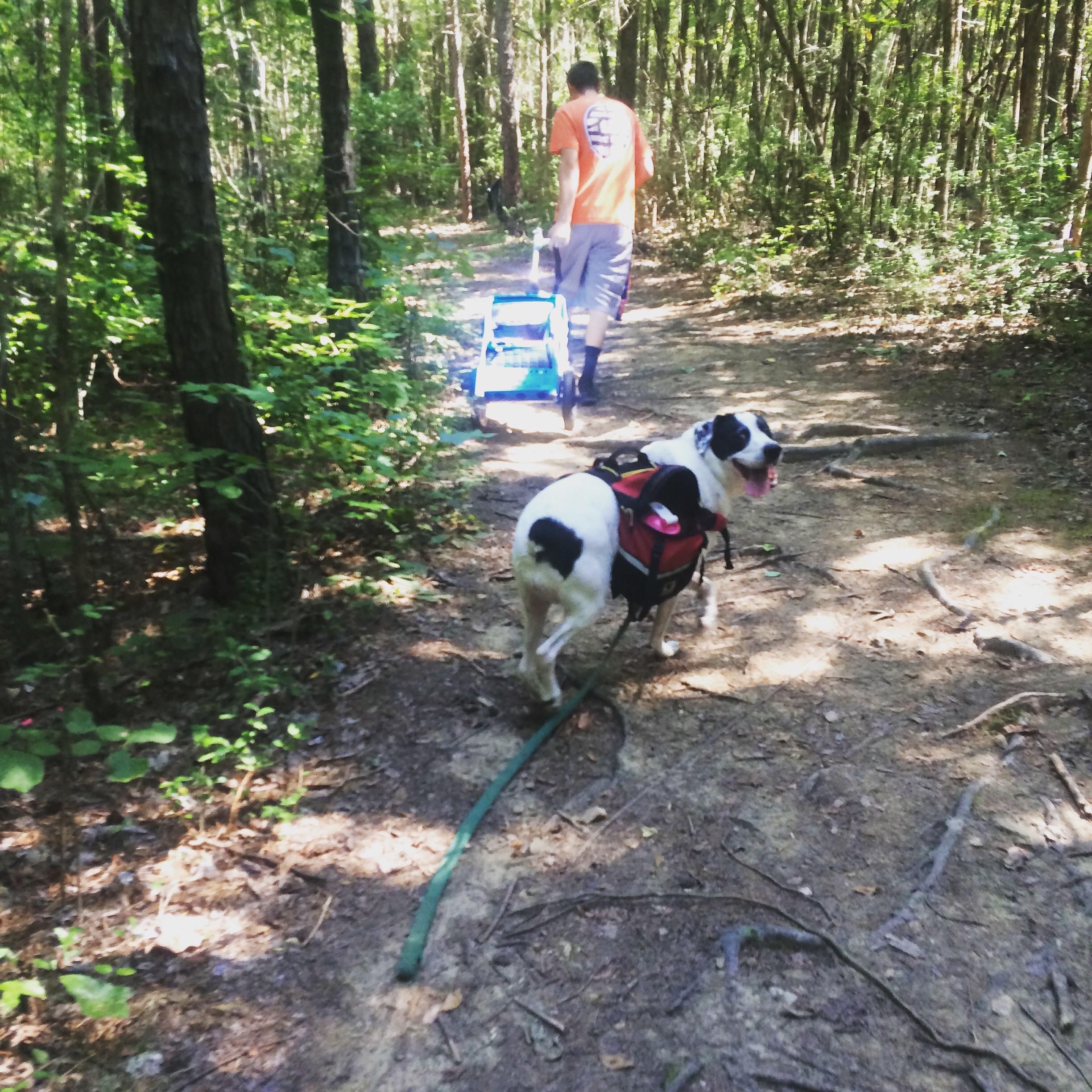 Who else plays disc golf with their dog(s)? LaRoux is a great caddy and