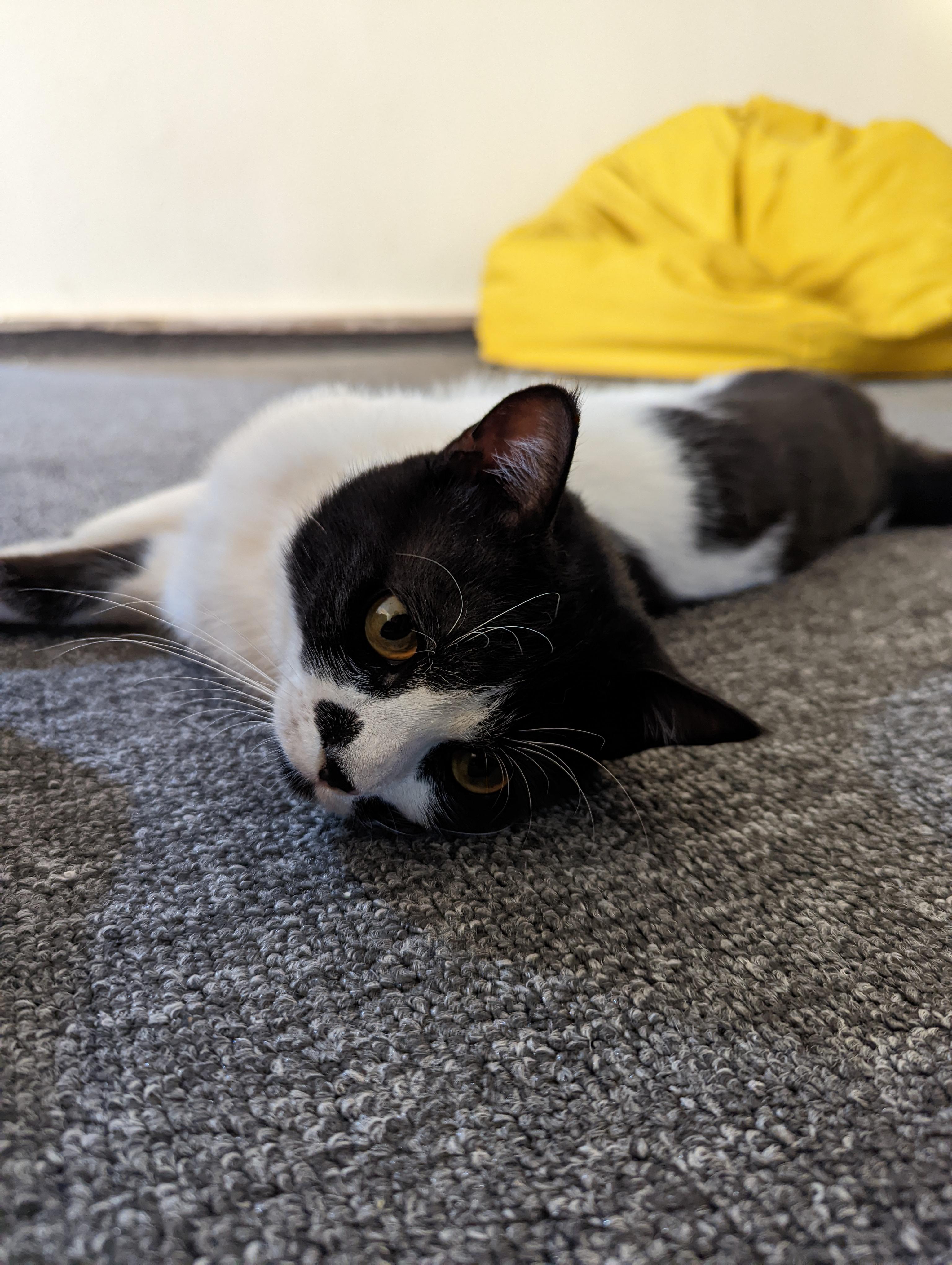 I've never raised a cat before, still I found myself the caretaker of