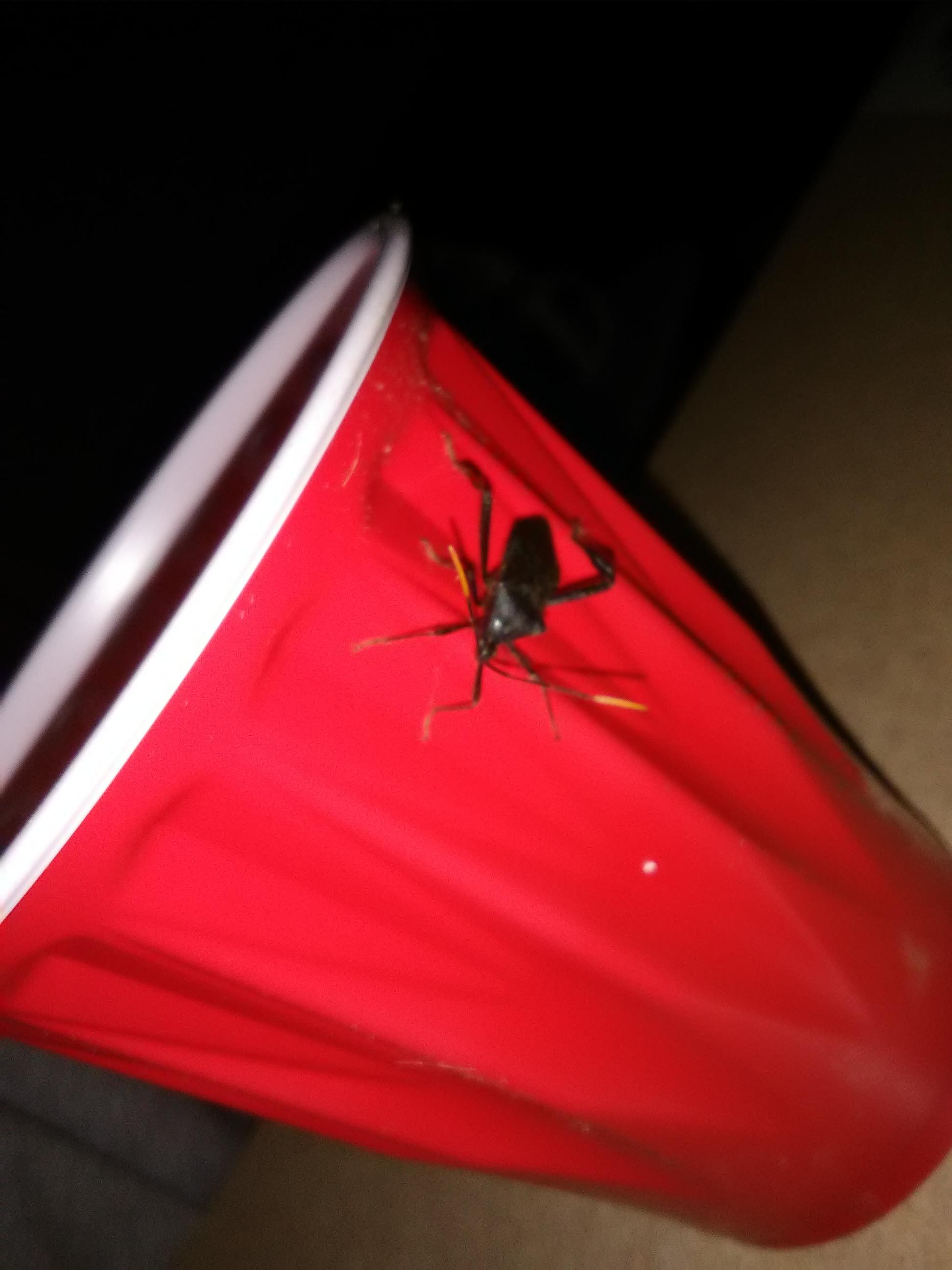 Kissing bug? r/insects