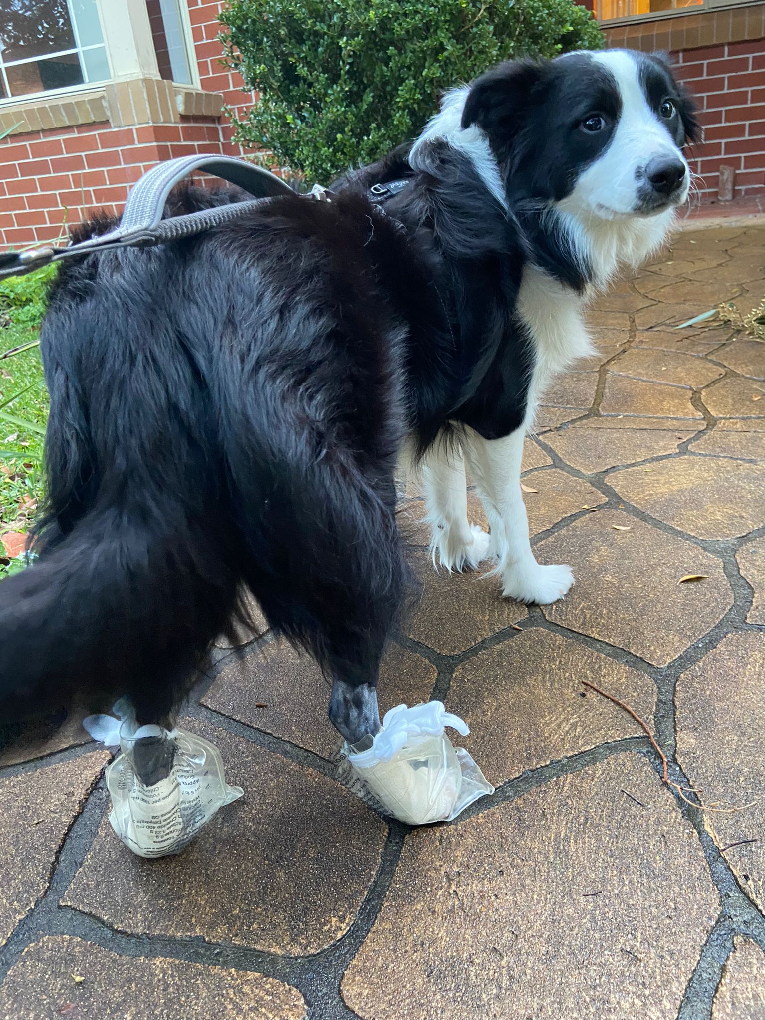 Which Dog Breeds Have Rear Dew Claws