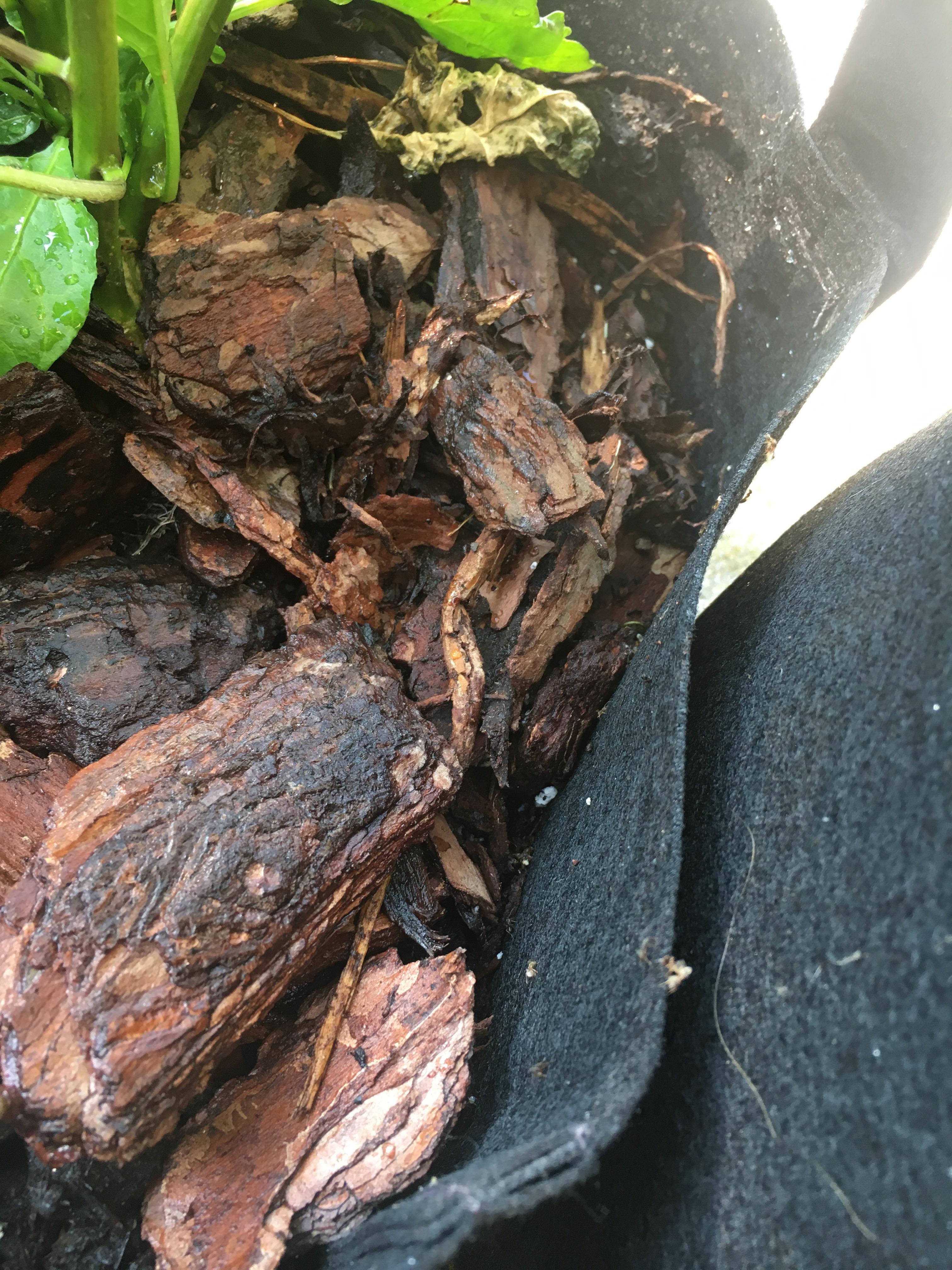 Incredible Ants On Pepper Plants Ideas octopussgardencafe