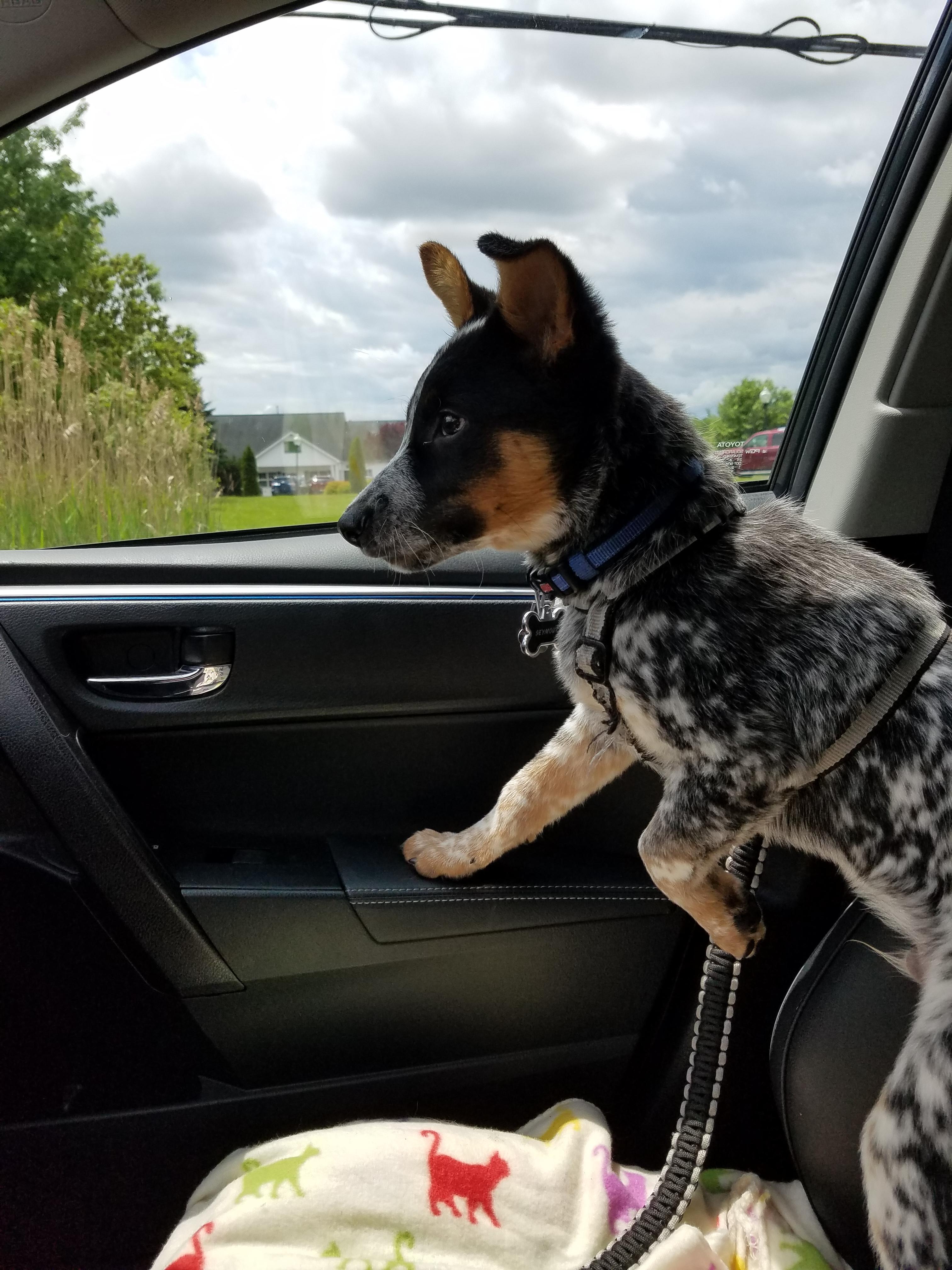 Getting the pup used to car rides. He's taking to them pretty well I'd