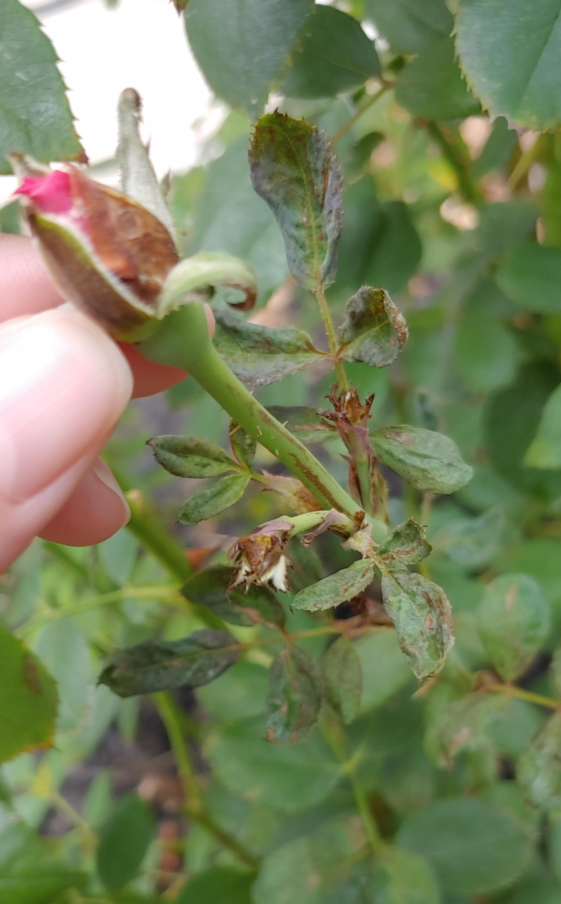 Anyone know if this is chili thrip? Happened to all my new growth and