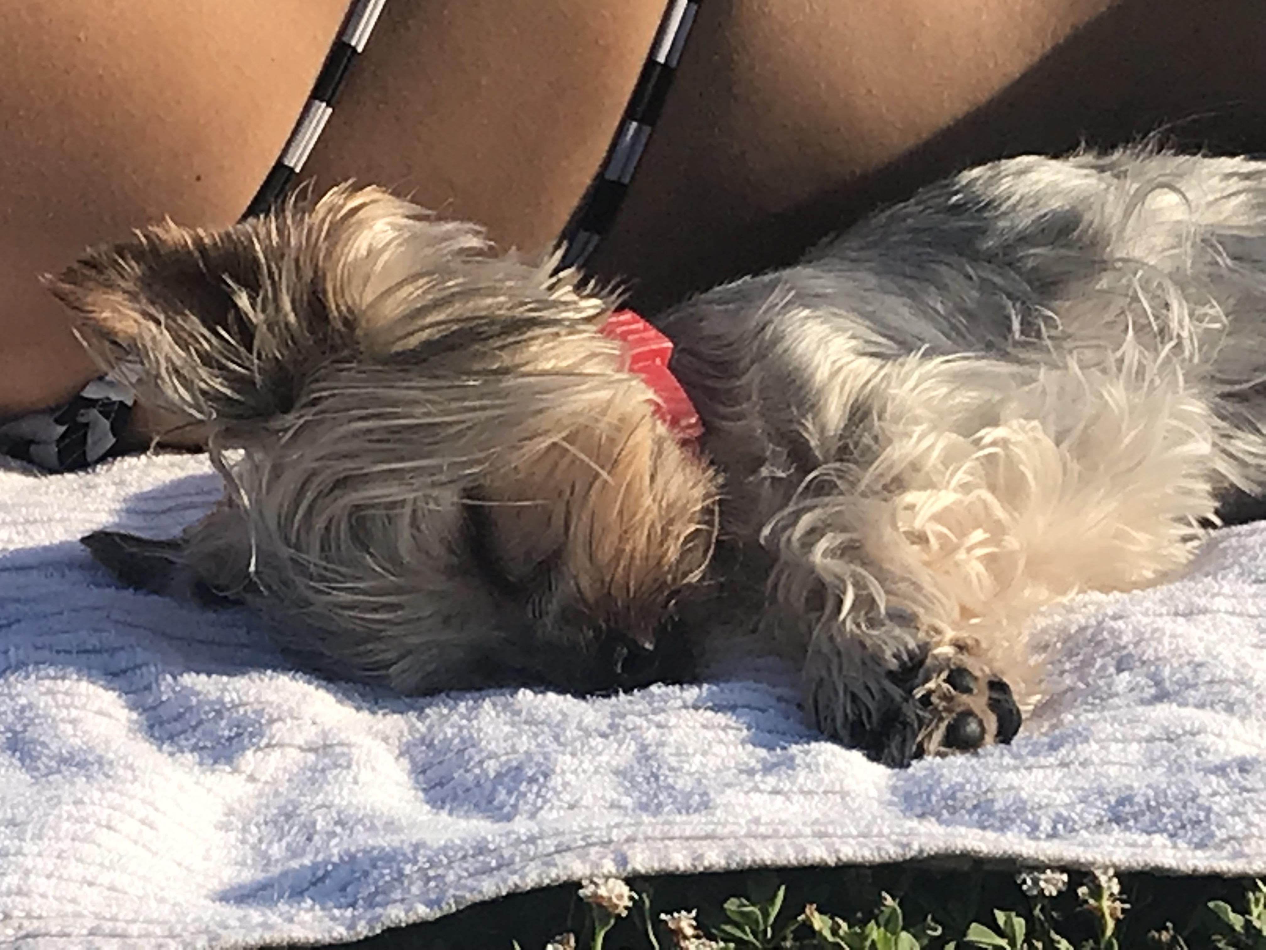 Relaxing in the sun. Sunbathing? r/Yorkies