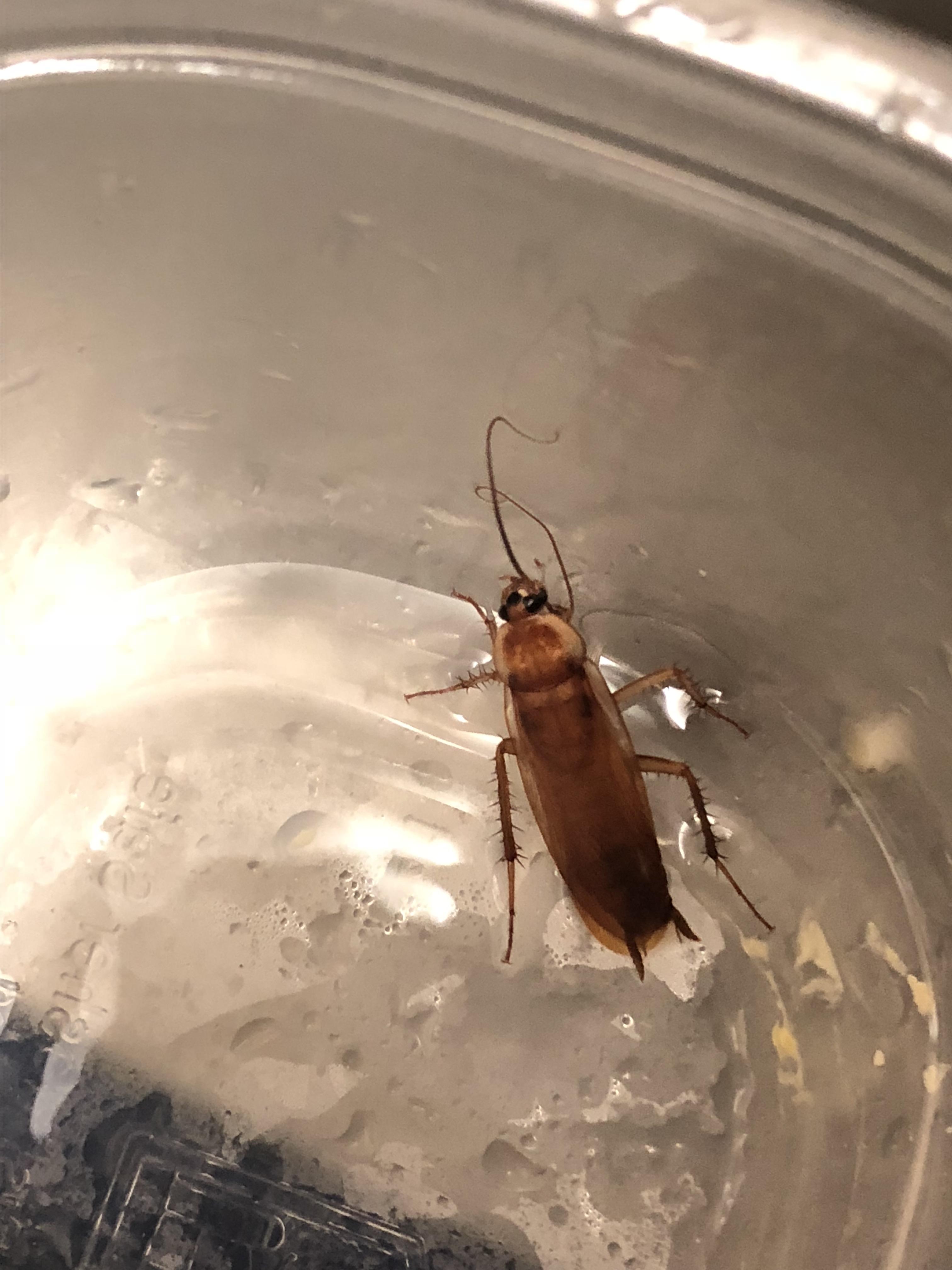 Cockroach? Found in my sink. San Diego, CA r/whatsthisbug