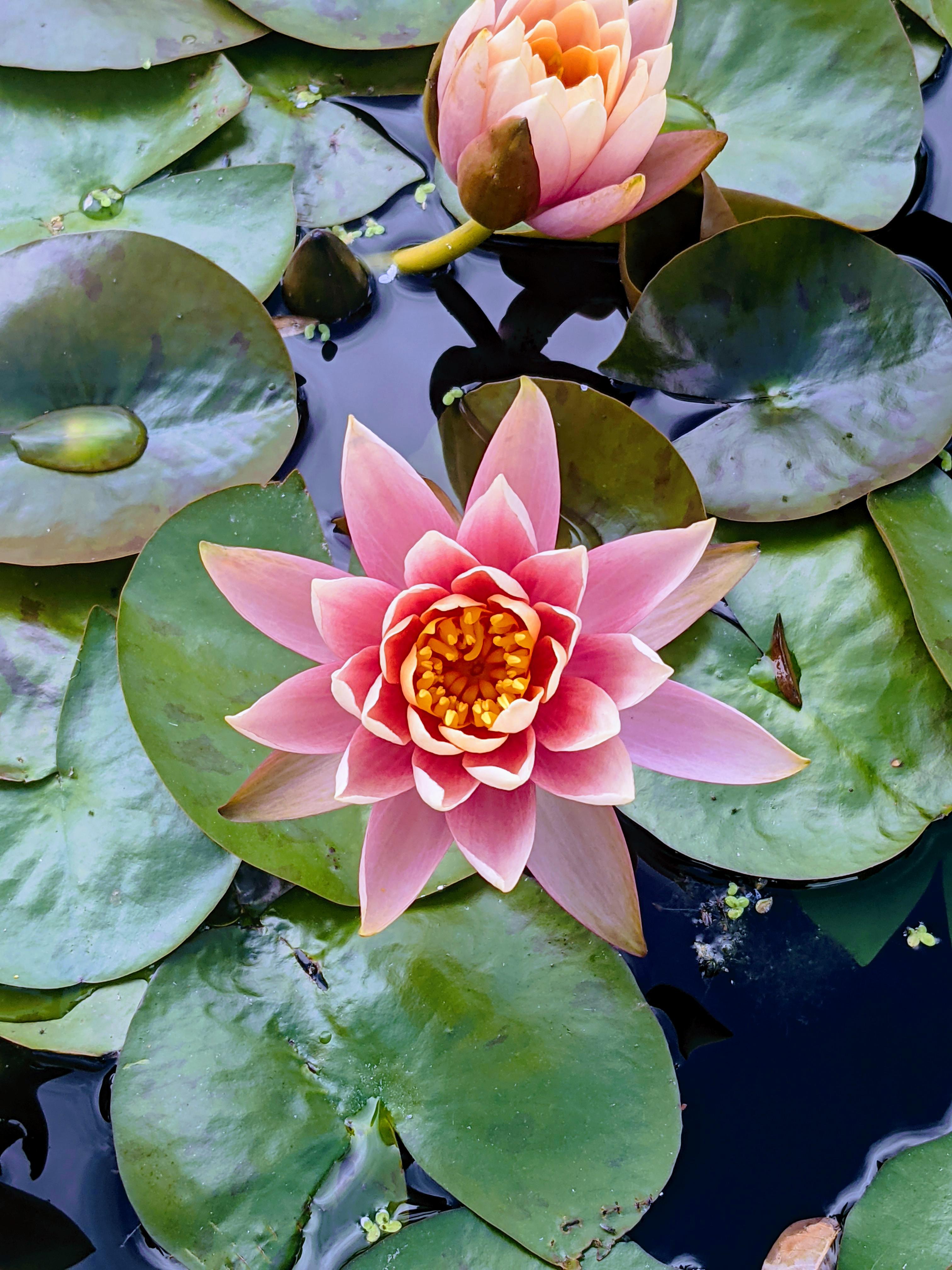 Lotus flower at the Denver botanical gardens. r/flowers