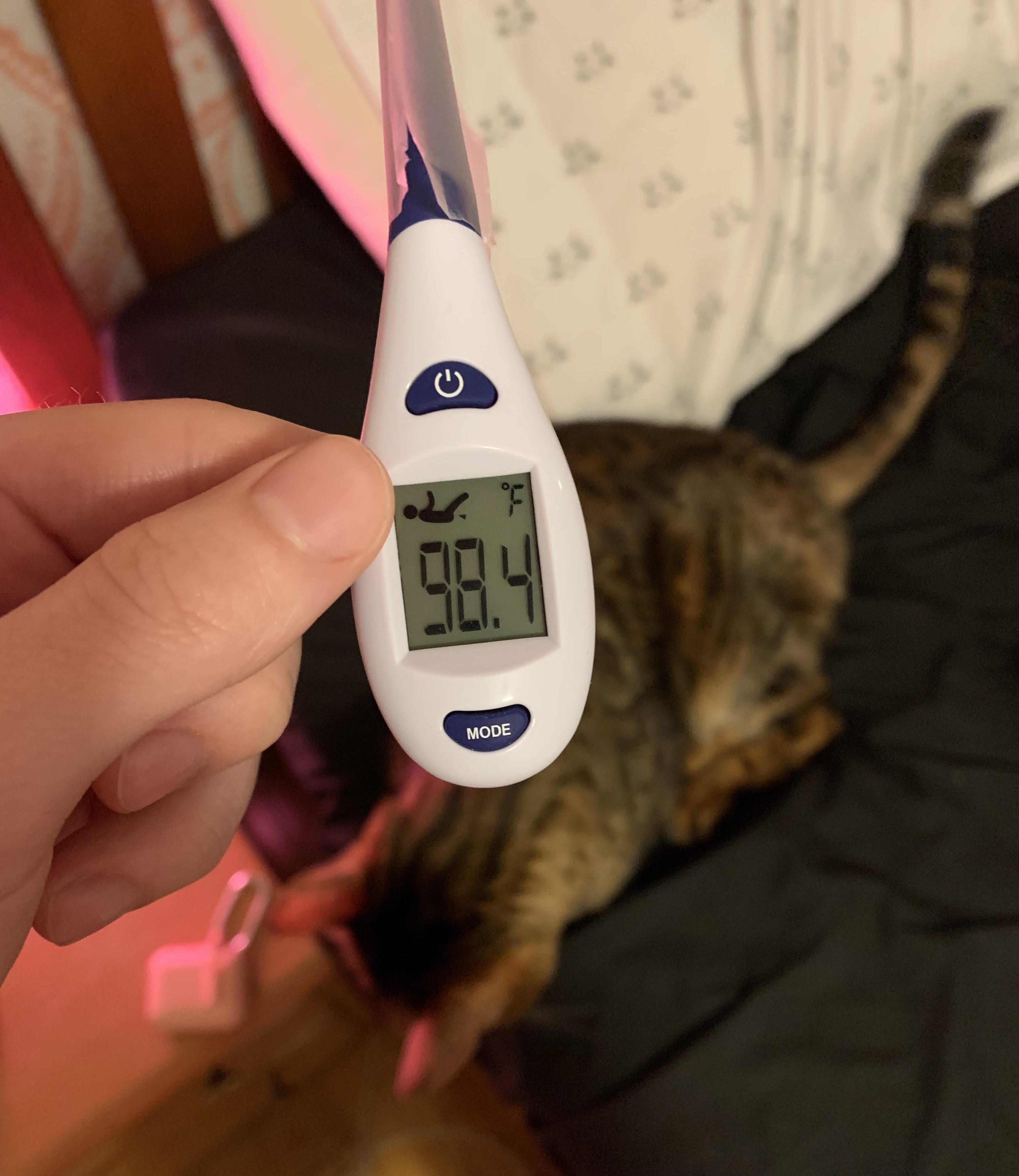 Does my cat have a fever? r/vet