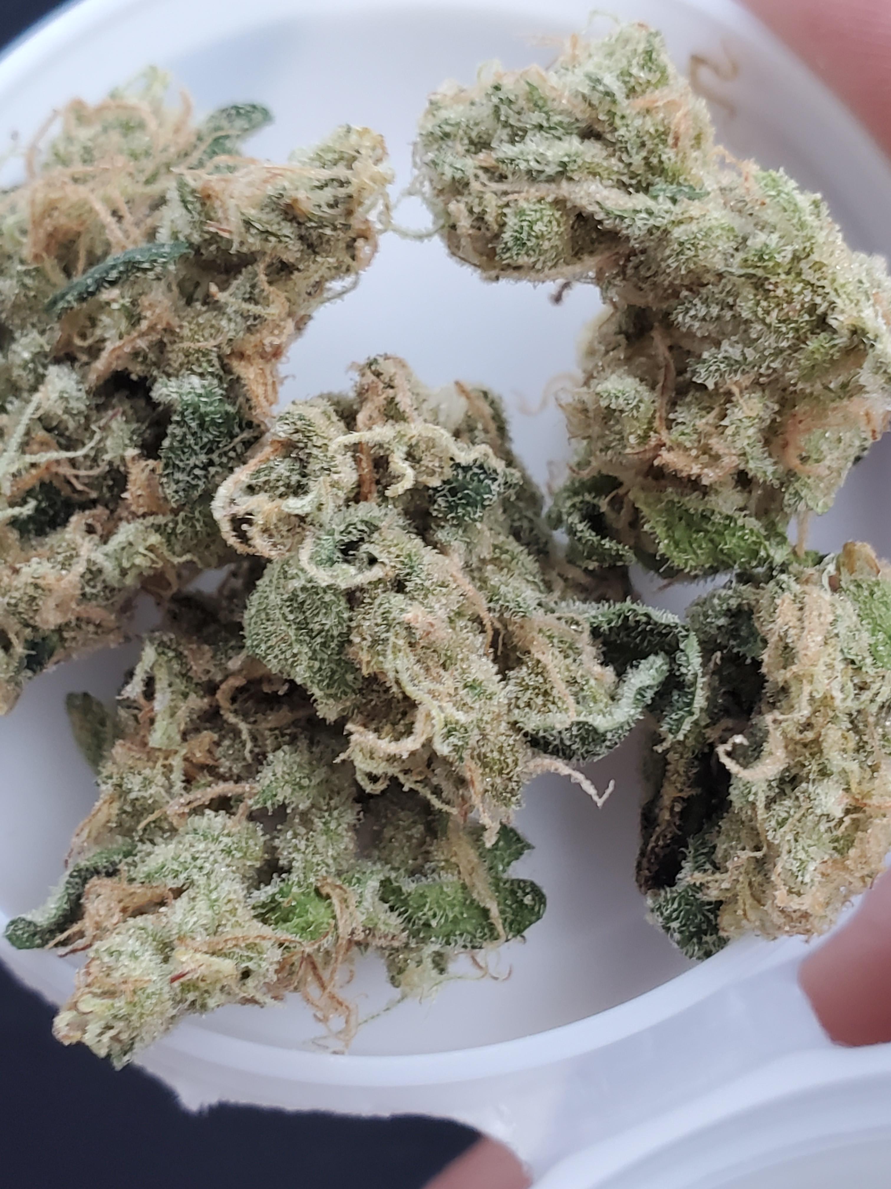 Pineapple Express!!! Got this beautiful popcorn at Columbia Care Stuart