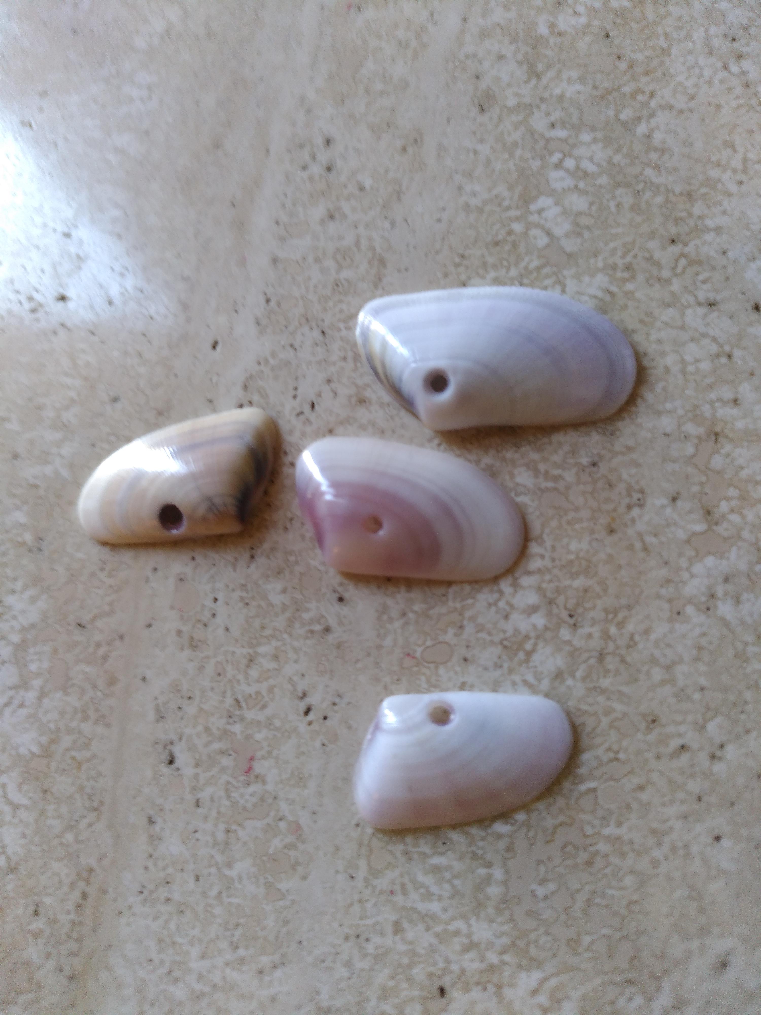I found those seashells with perfect holes in them today r