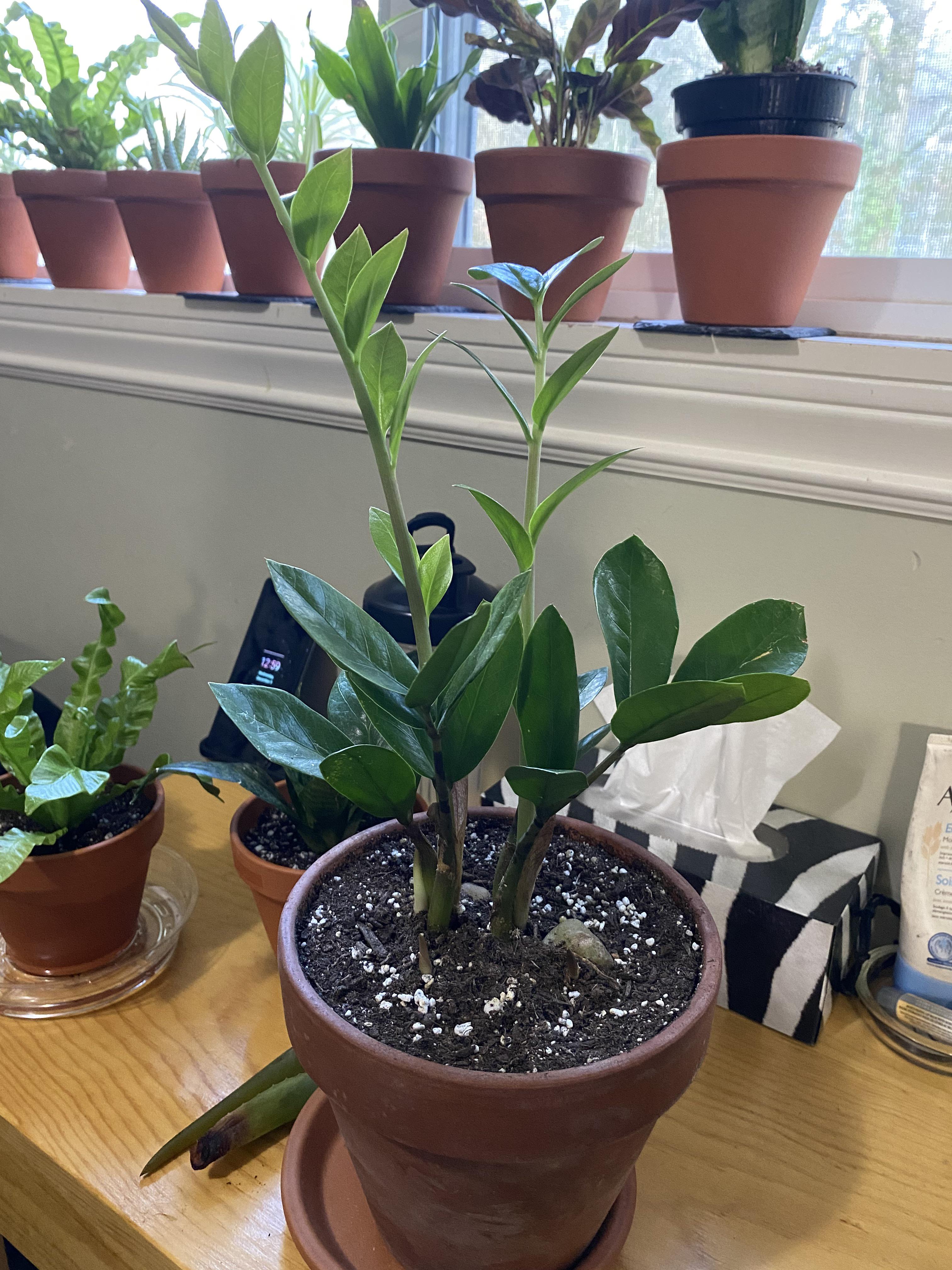 Hello guys. My zz plant currently looks happy and is putting out 3 new