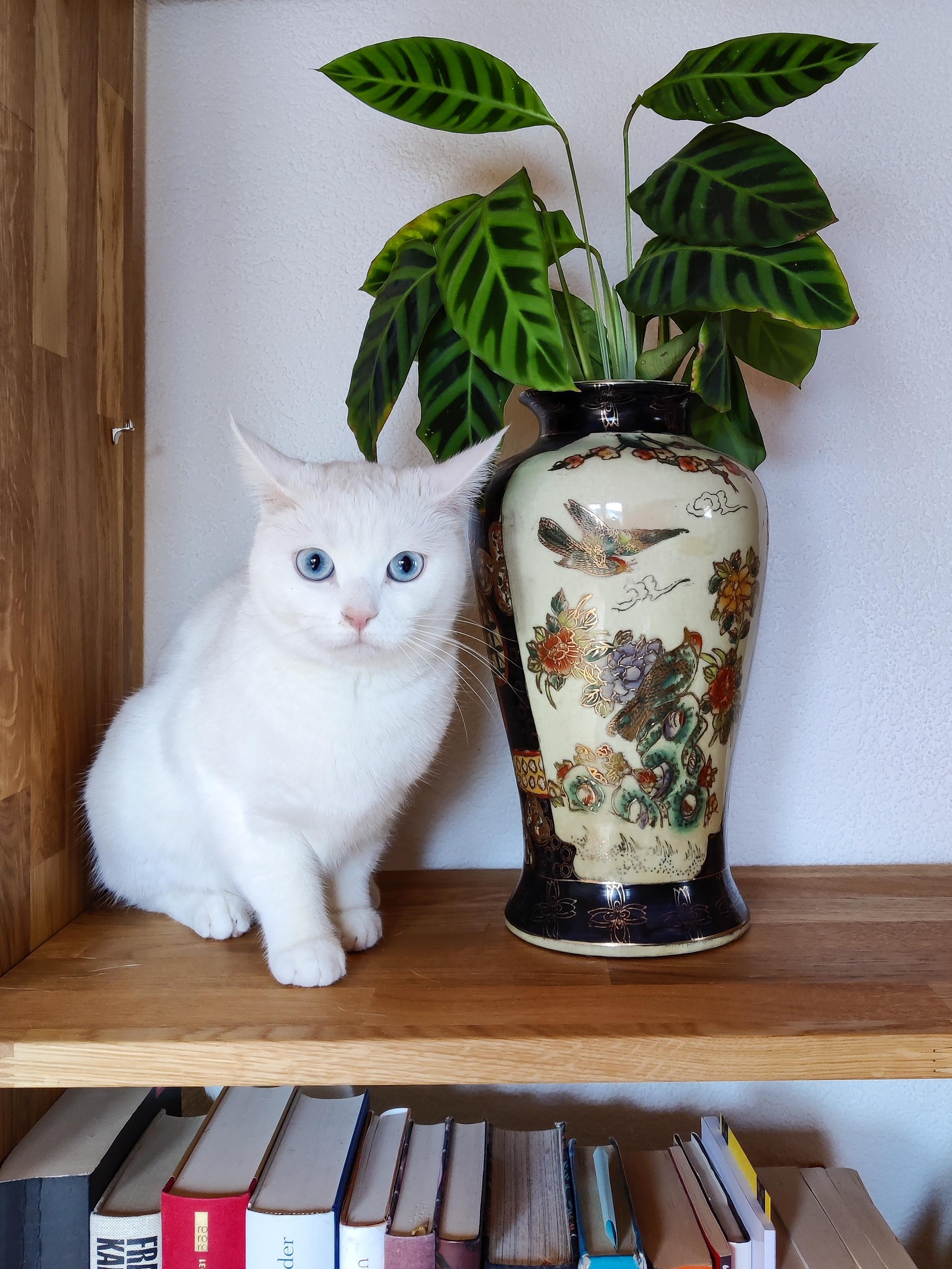 Airplane cat and airplane plant. r/airplaneears