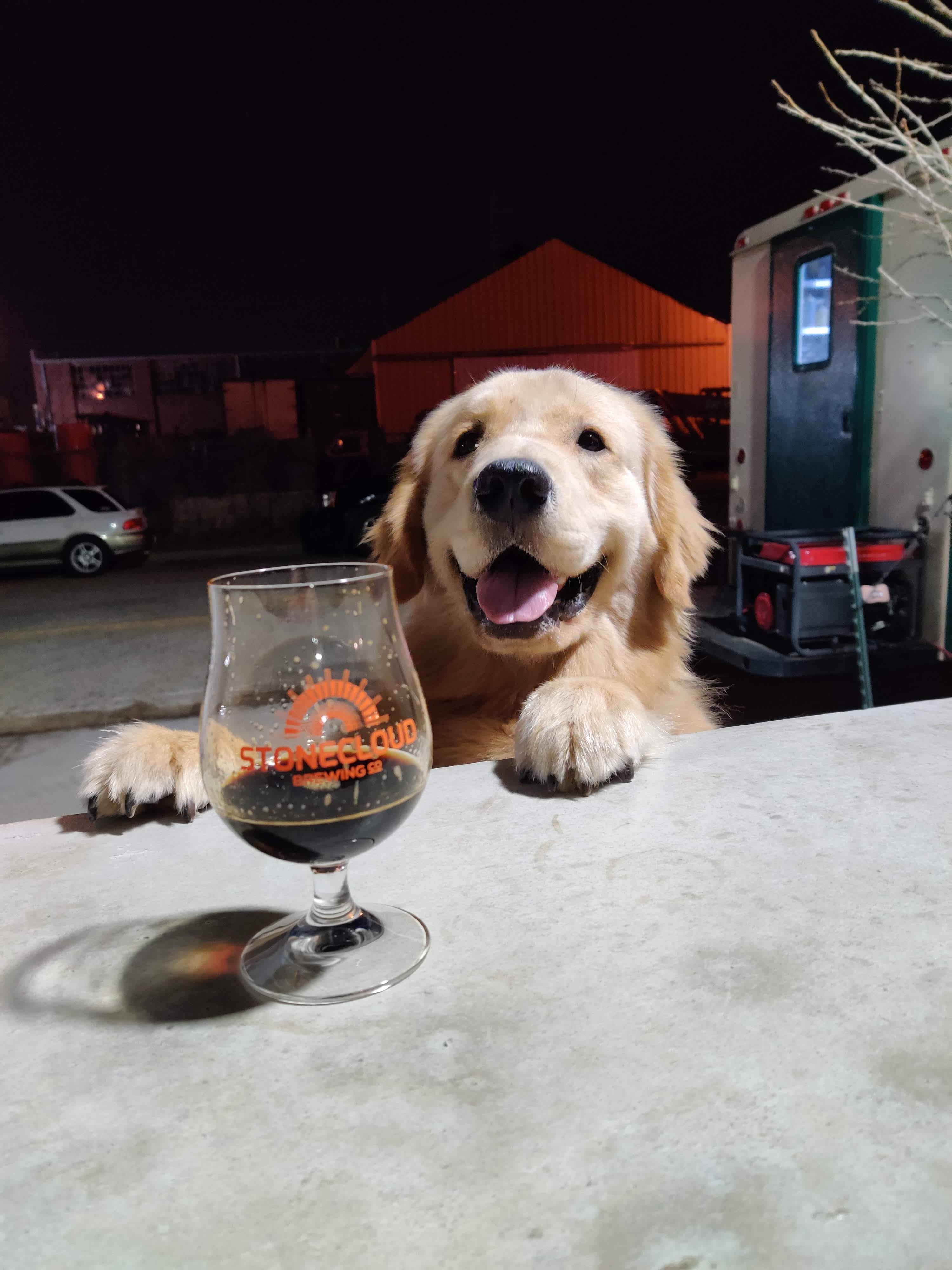 In dog beers, he's only had one. r/goldenretrievers