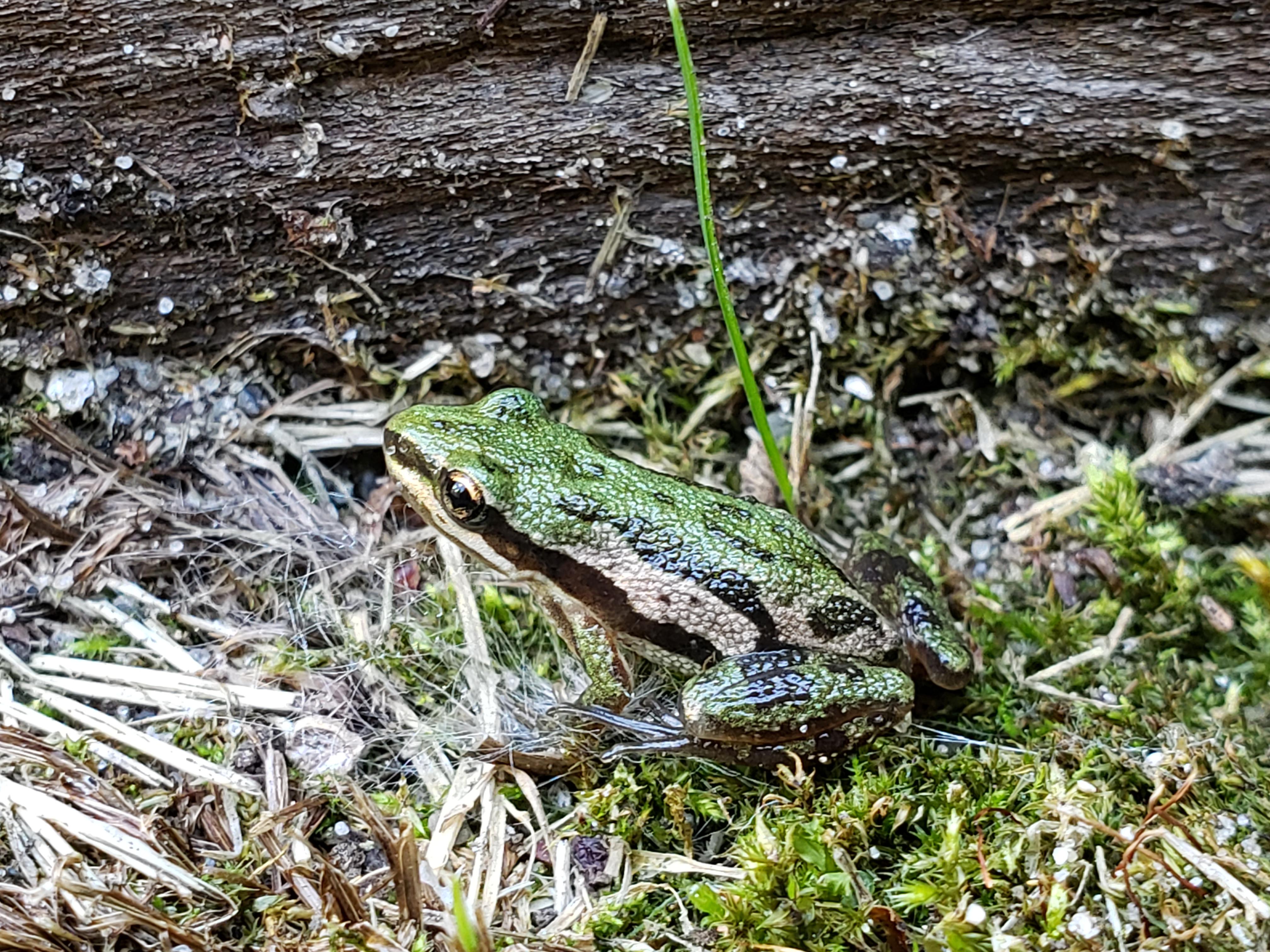 Anyone know what species this frog is? I found this baby (1 cm) in out