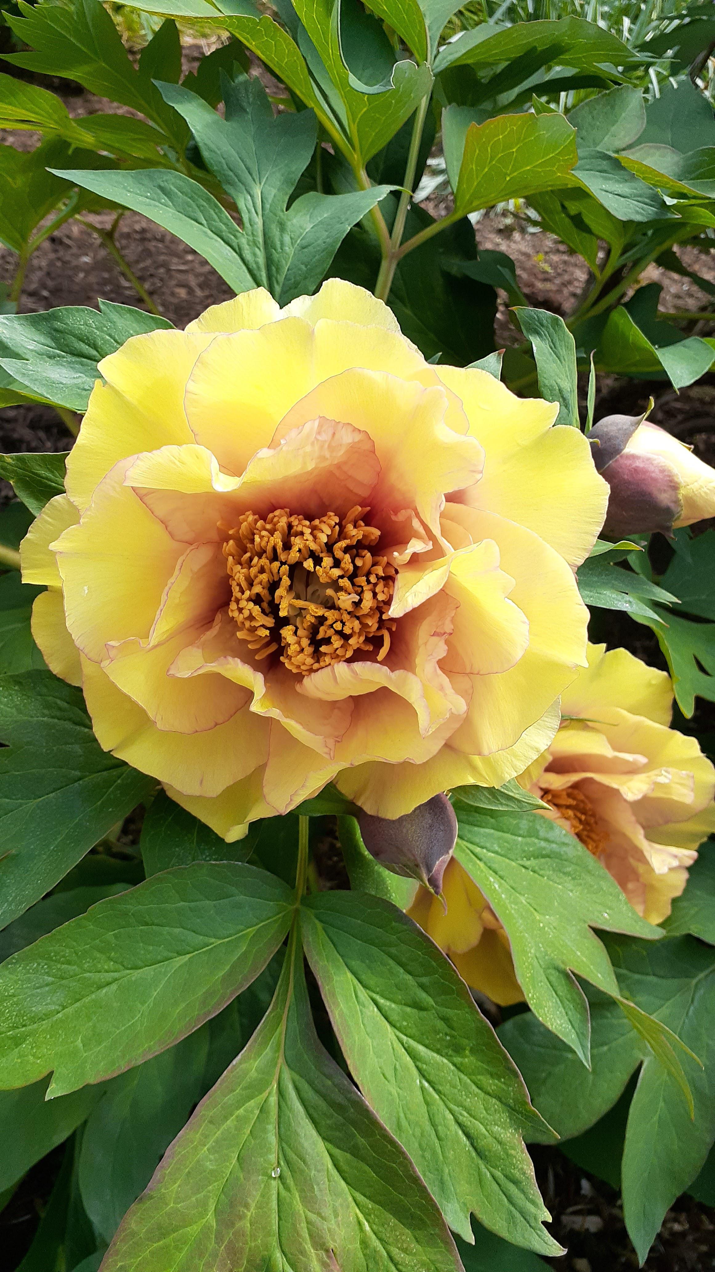 What kind of plant/flower is this? Similar to peony or a type? Seen in