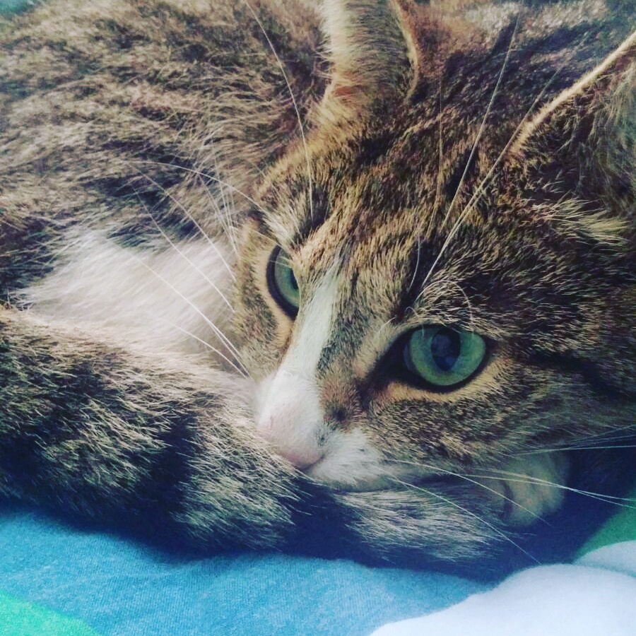 Someone shot me with a pellet gun. The vet says I'll be ok but I'm a