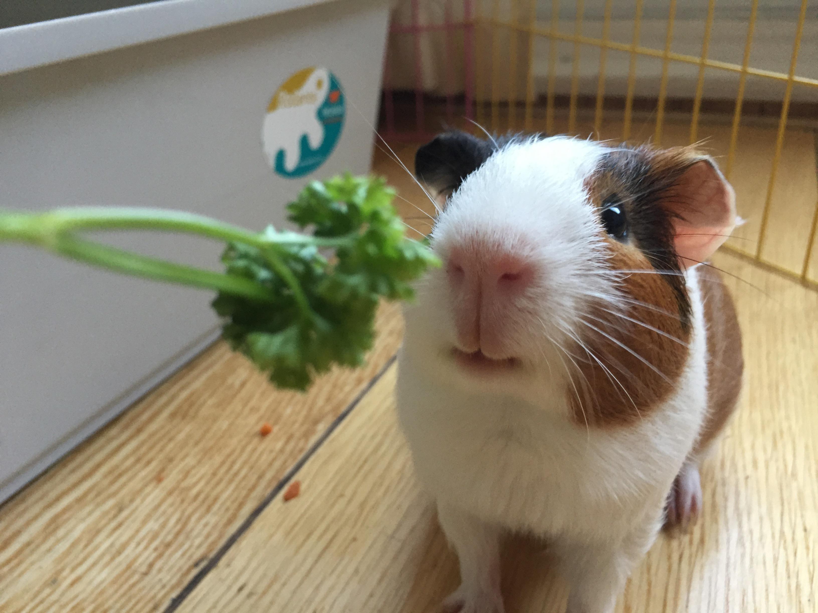 Parsley love r/guineapigs