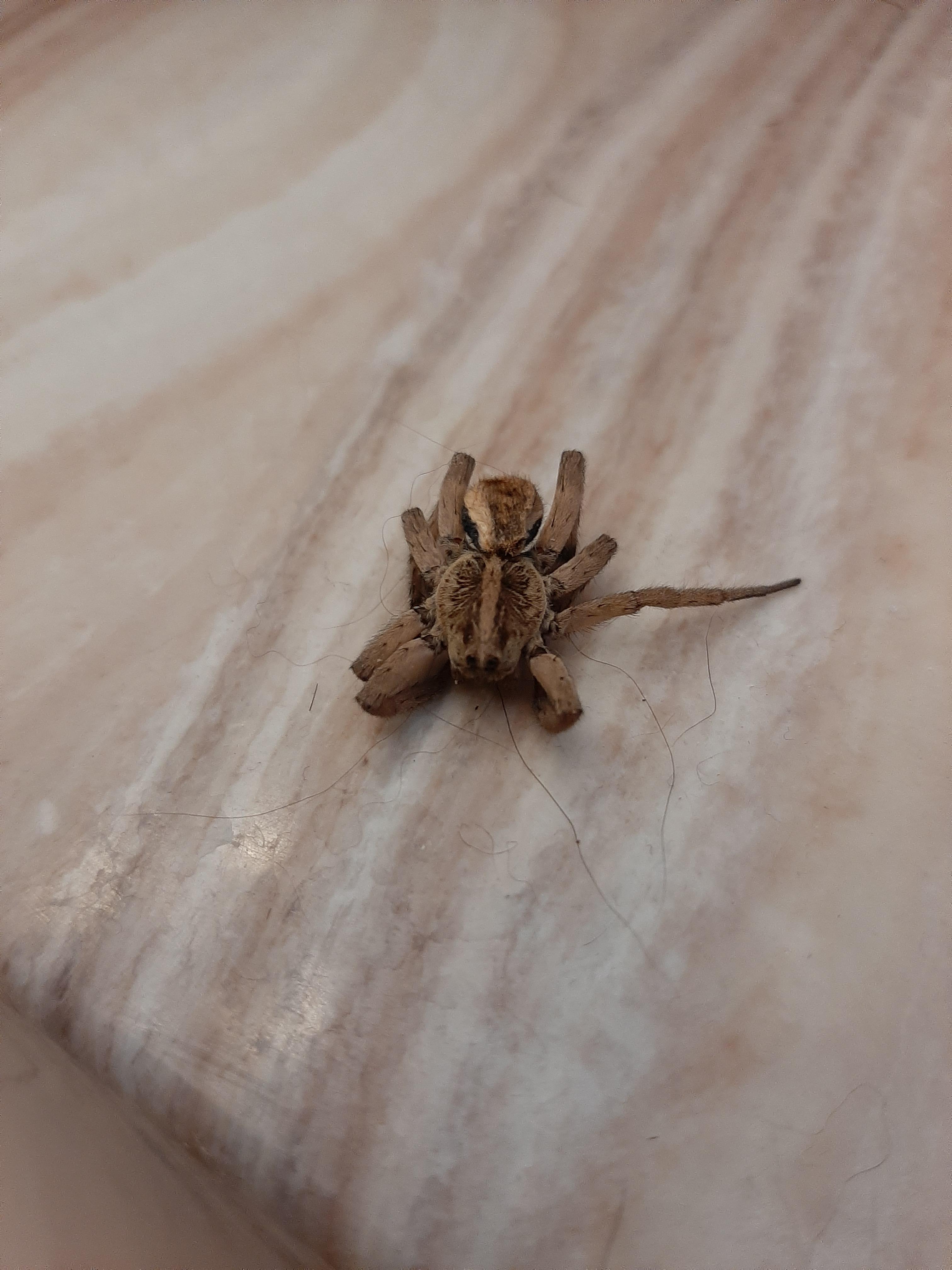 PHX Found Dead Spider Under Bed r/whatsthisbug