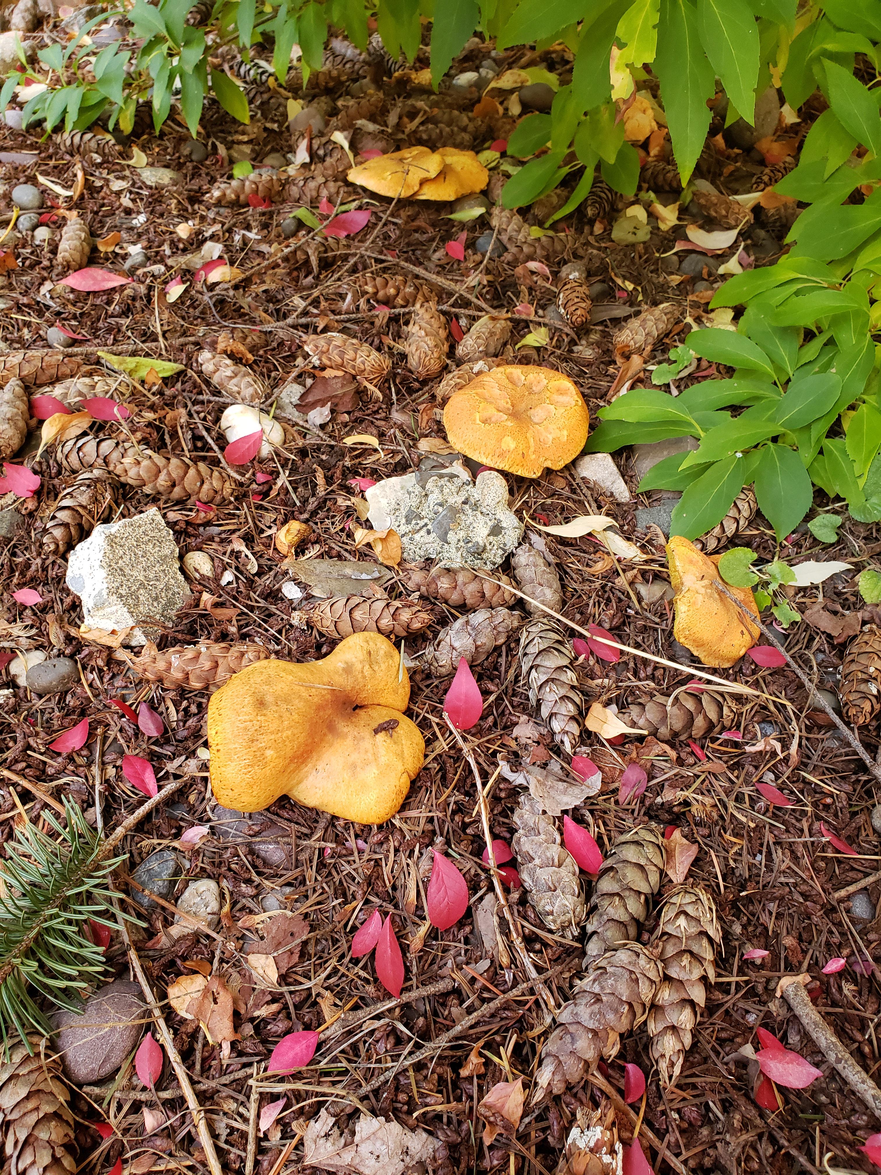 What mushrooms are growing in my backyard? r/mycology