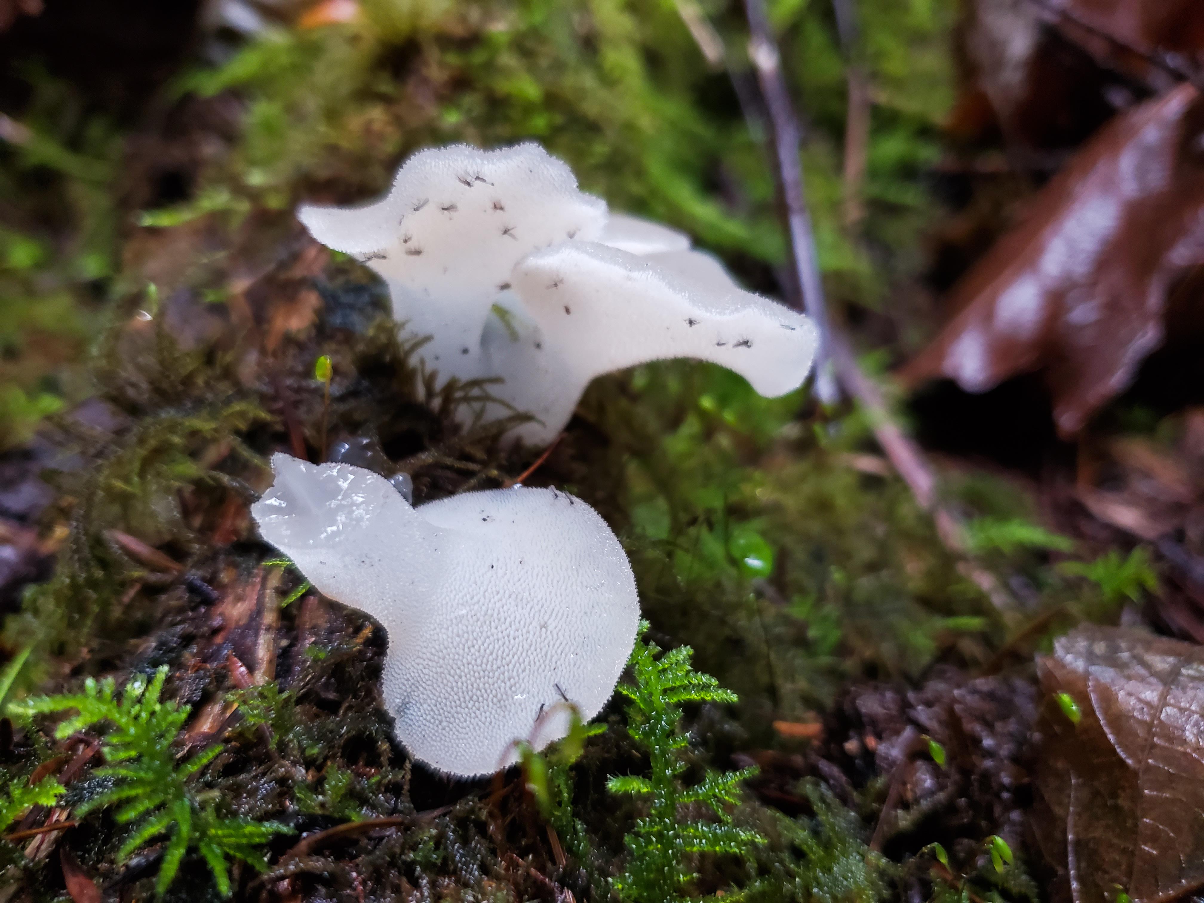 Ghostly gelatinous all white fungus with tiny pores underneath, central