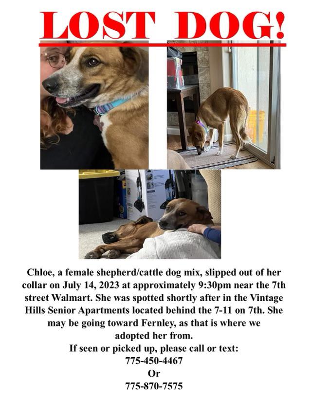 Lost Dog r/Reno
