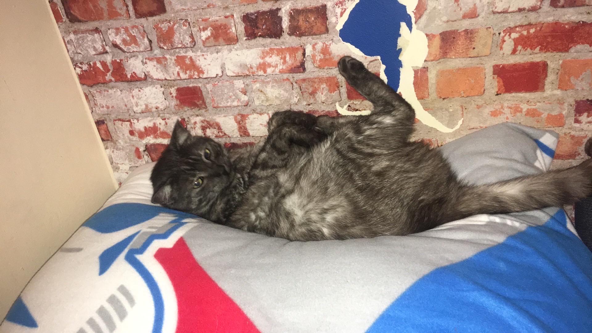 My cat wants to sleep above my head. r/aww