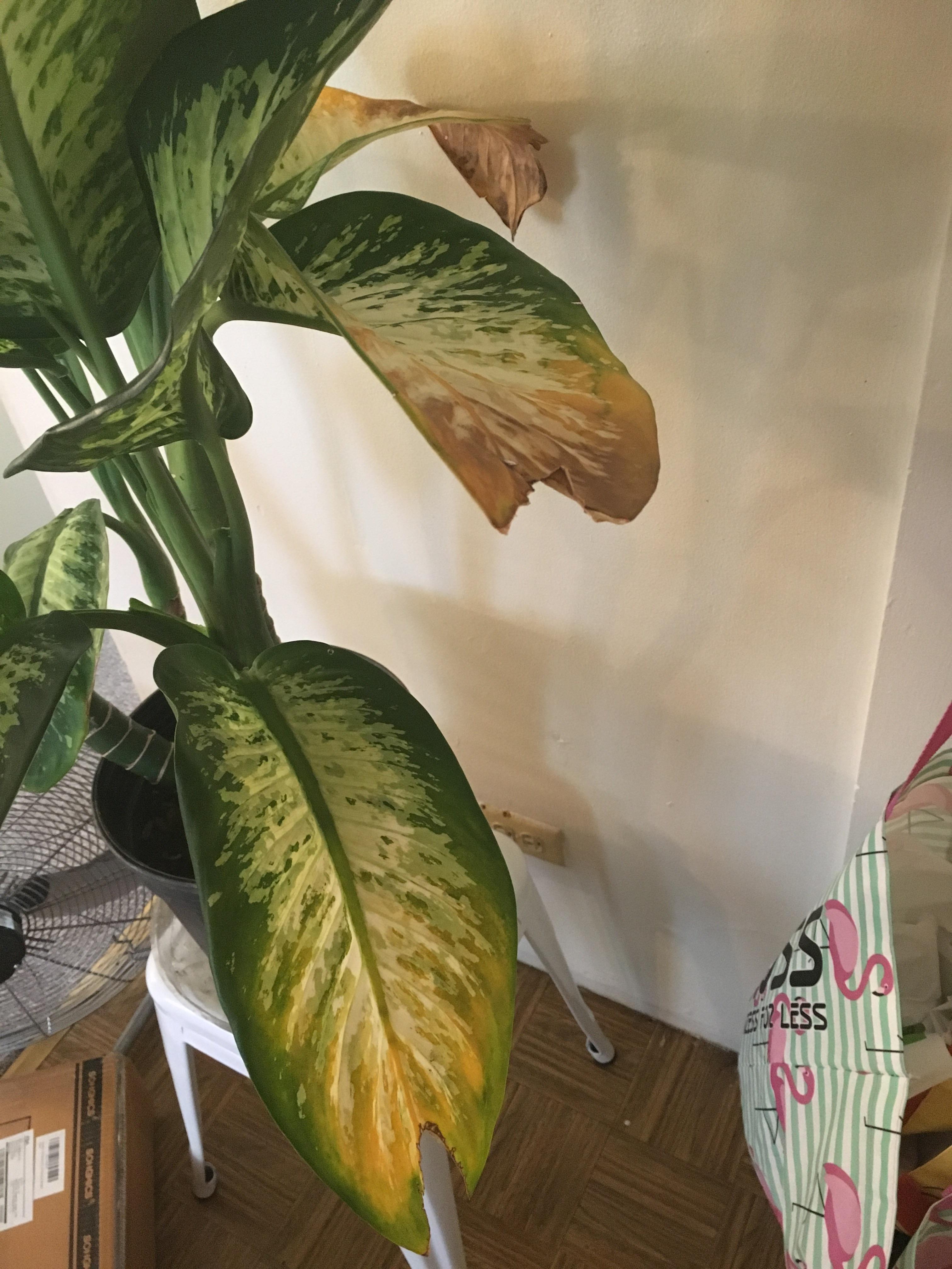 Underwatered Overwatered Dieffenbachia