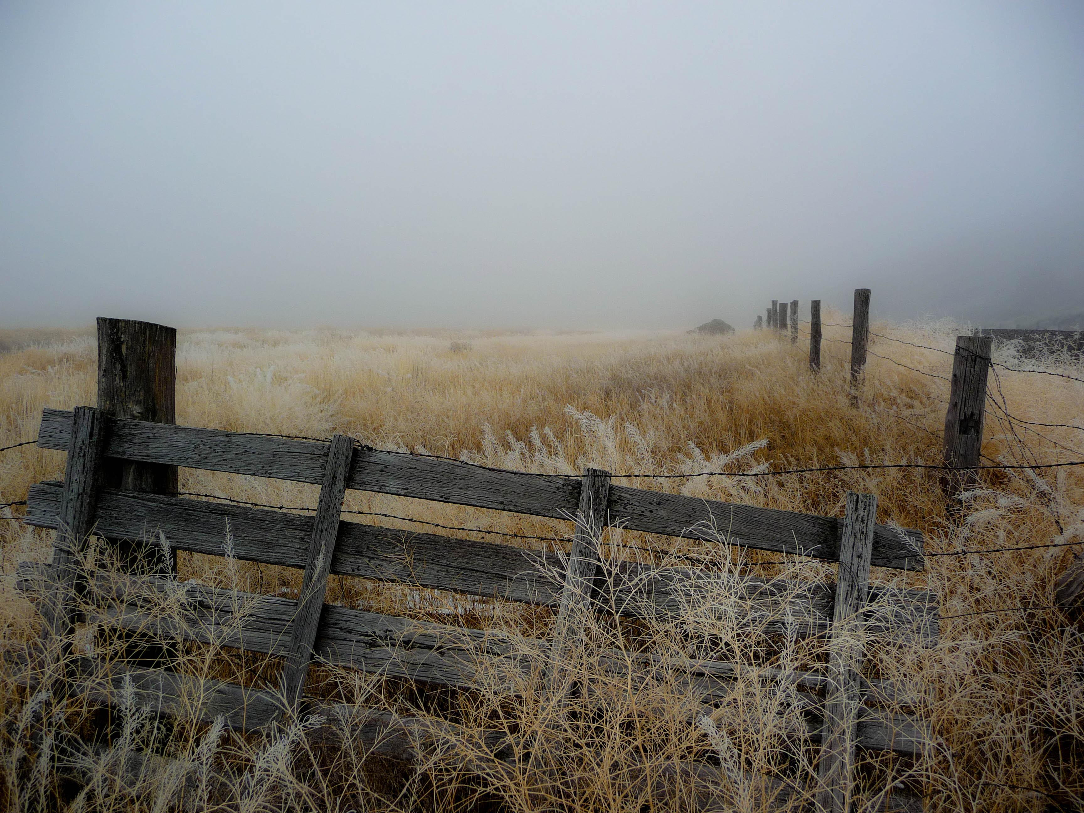 Fog, Fence, Field Southern Oregon (in January) oregon