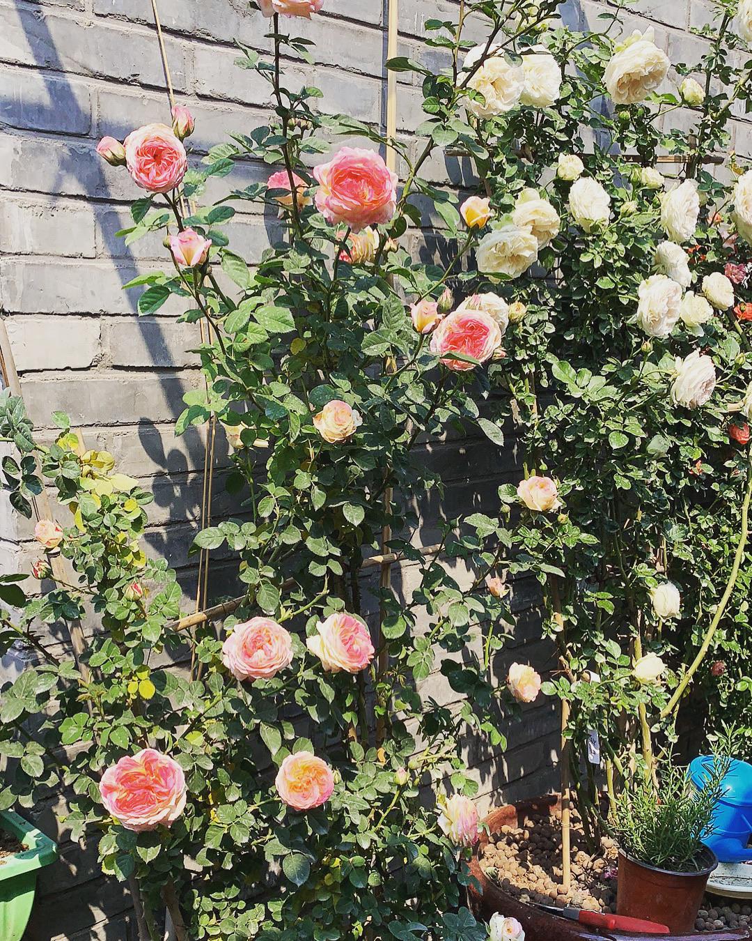 My climbing roses grow stronger