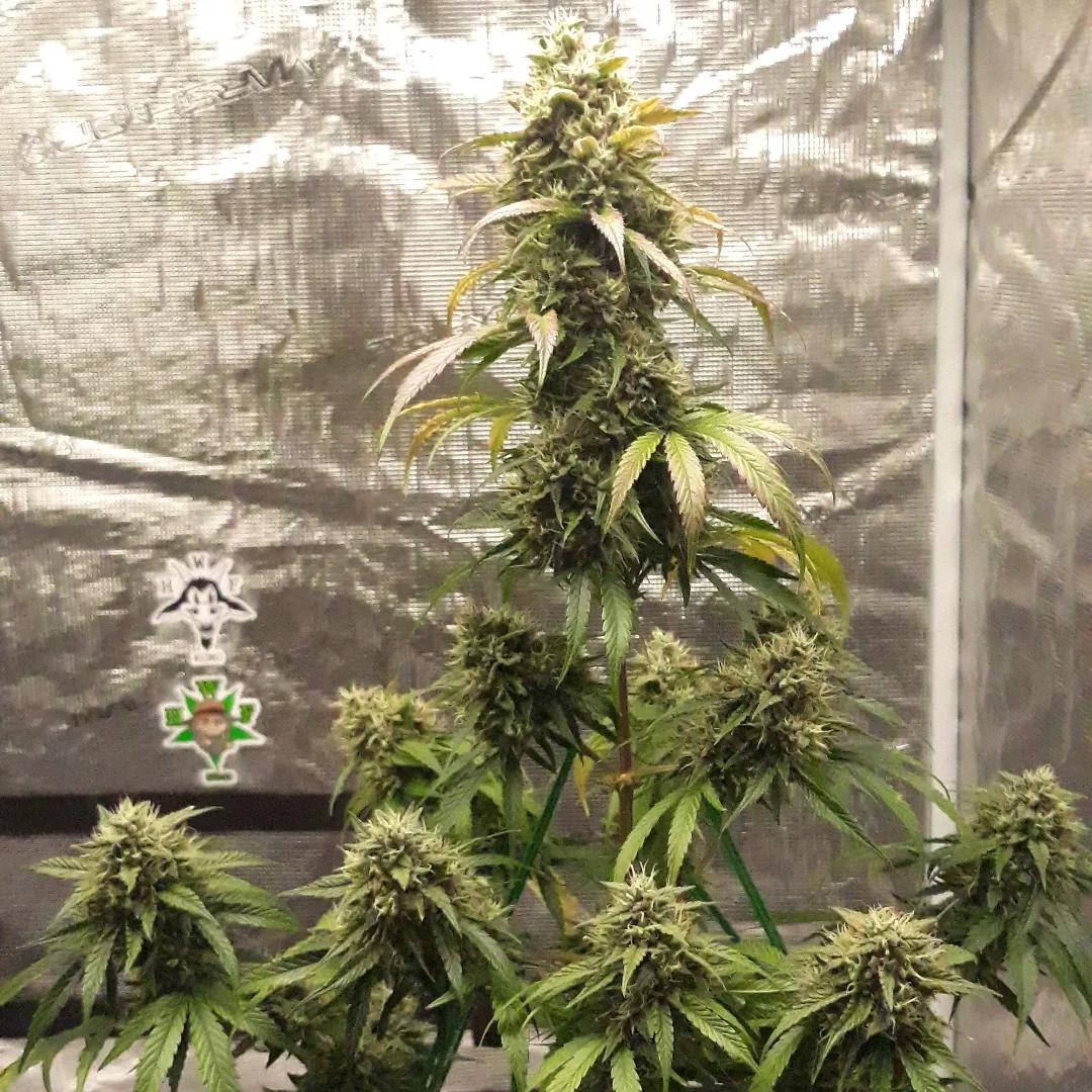 Emerald Fire OG Auto From Autoflowers