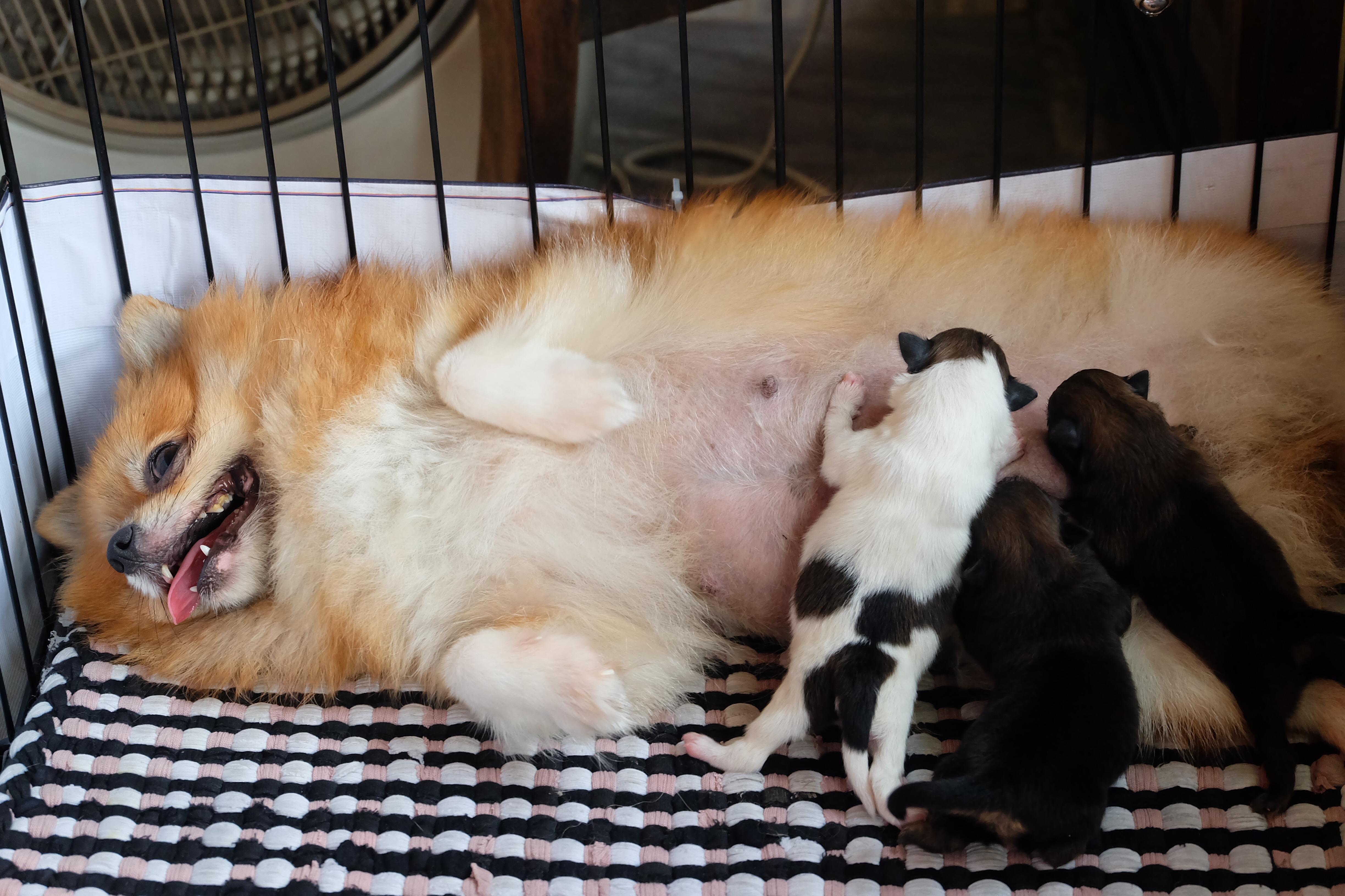 Mommy Millie nursing her pups 🐨🐮 r/Pomeranians