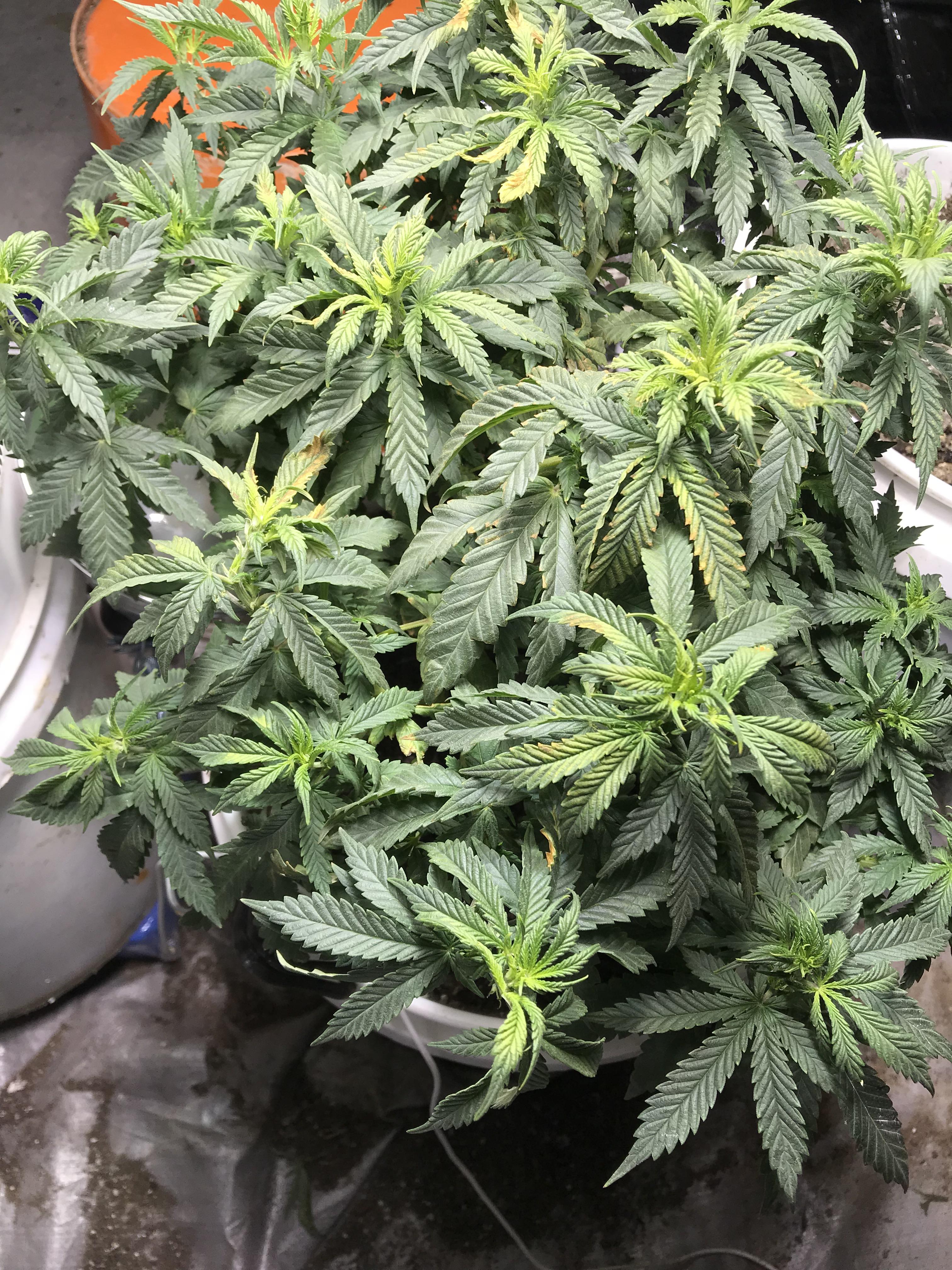 I want to know if it is necessary if using fox farms to get open sesame