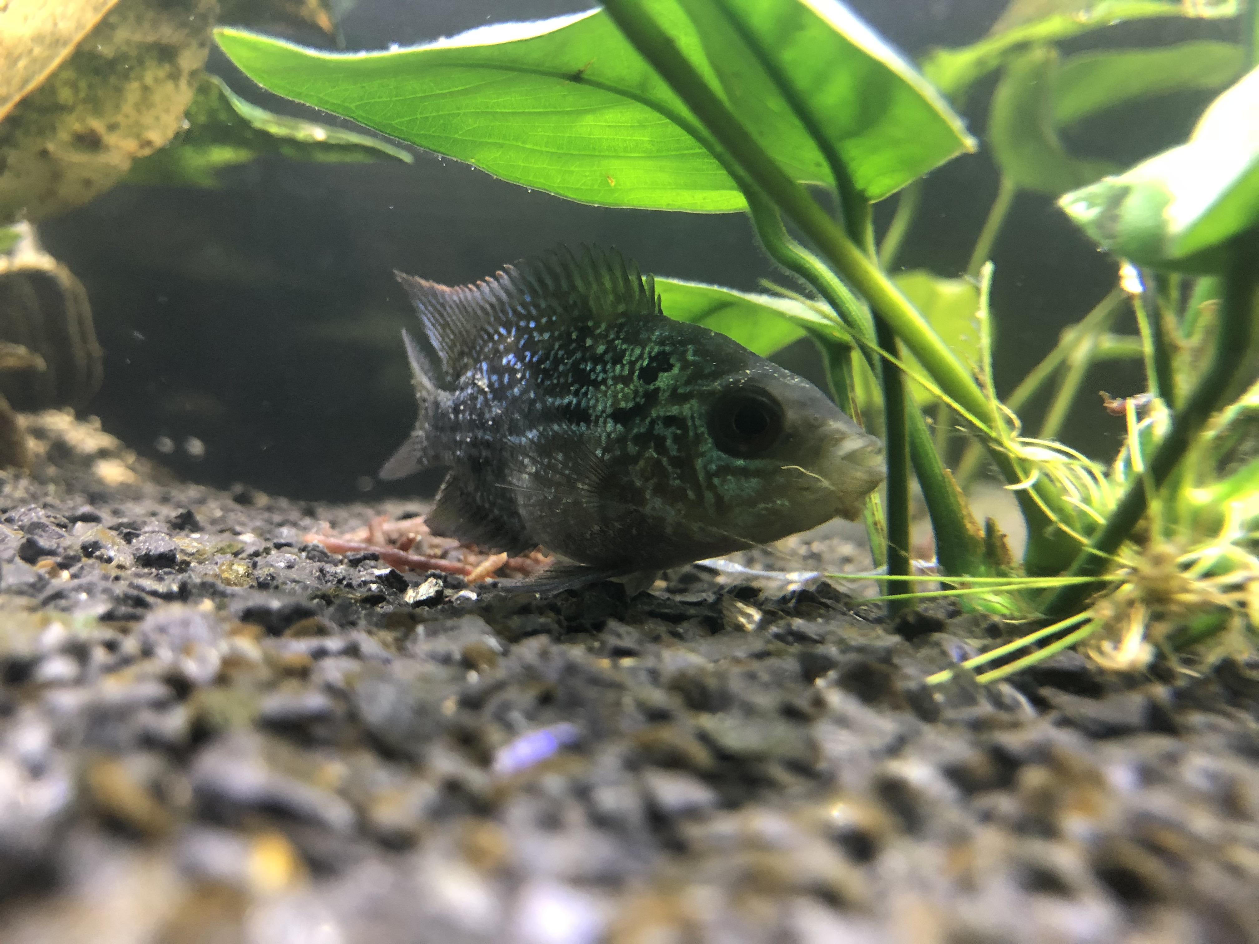 My flowerhorn has just been sitting here for the past two days and i’m