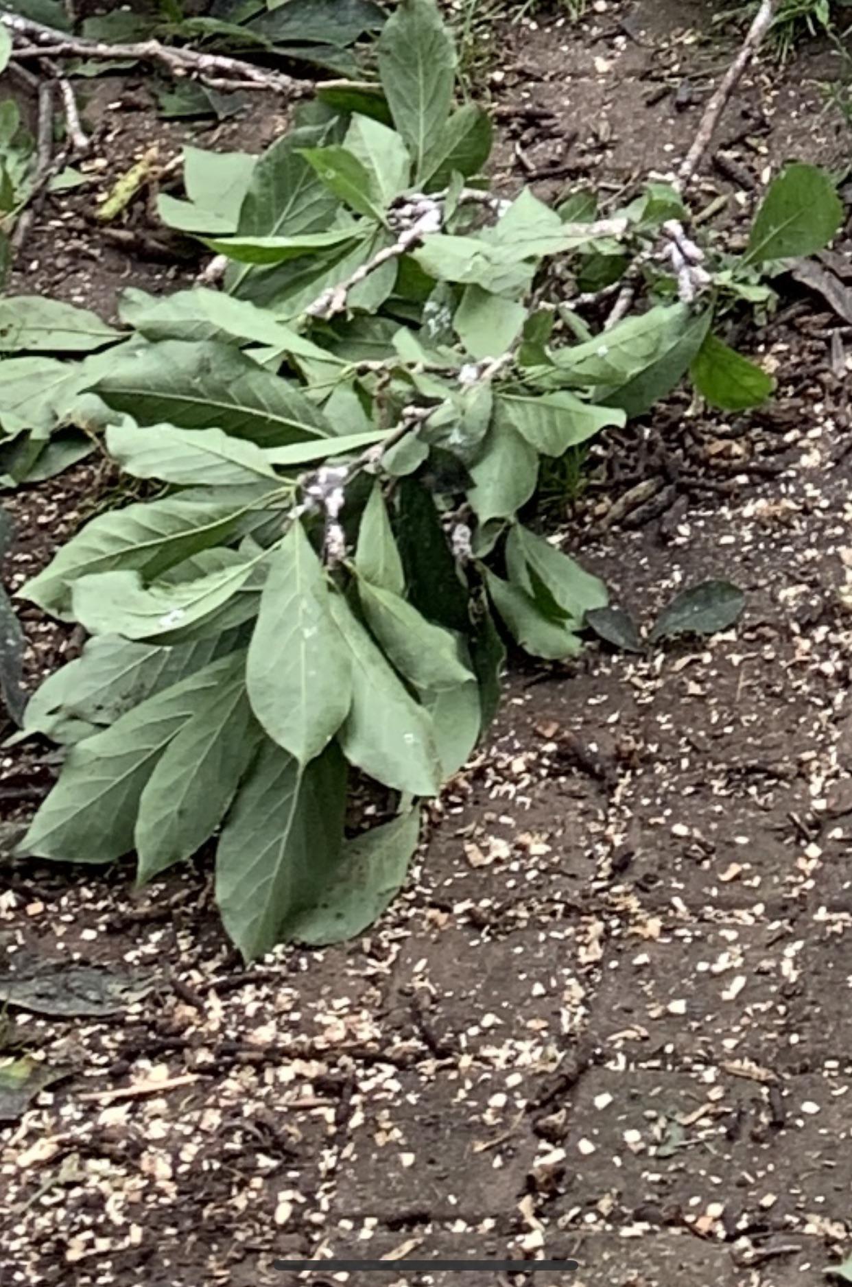 Magnolia tree has white, sticky spots that look like mold covering 70