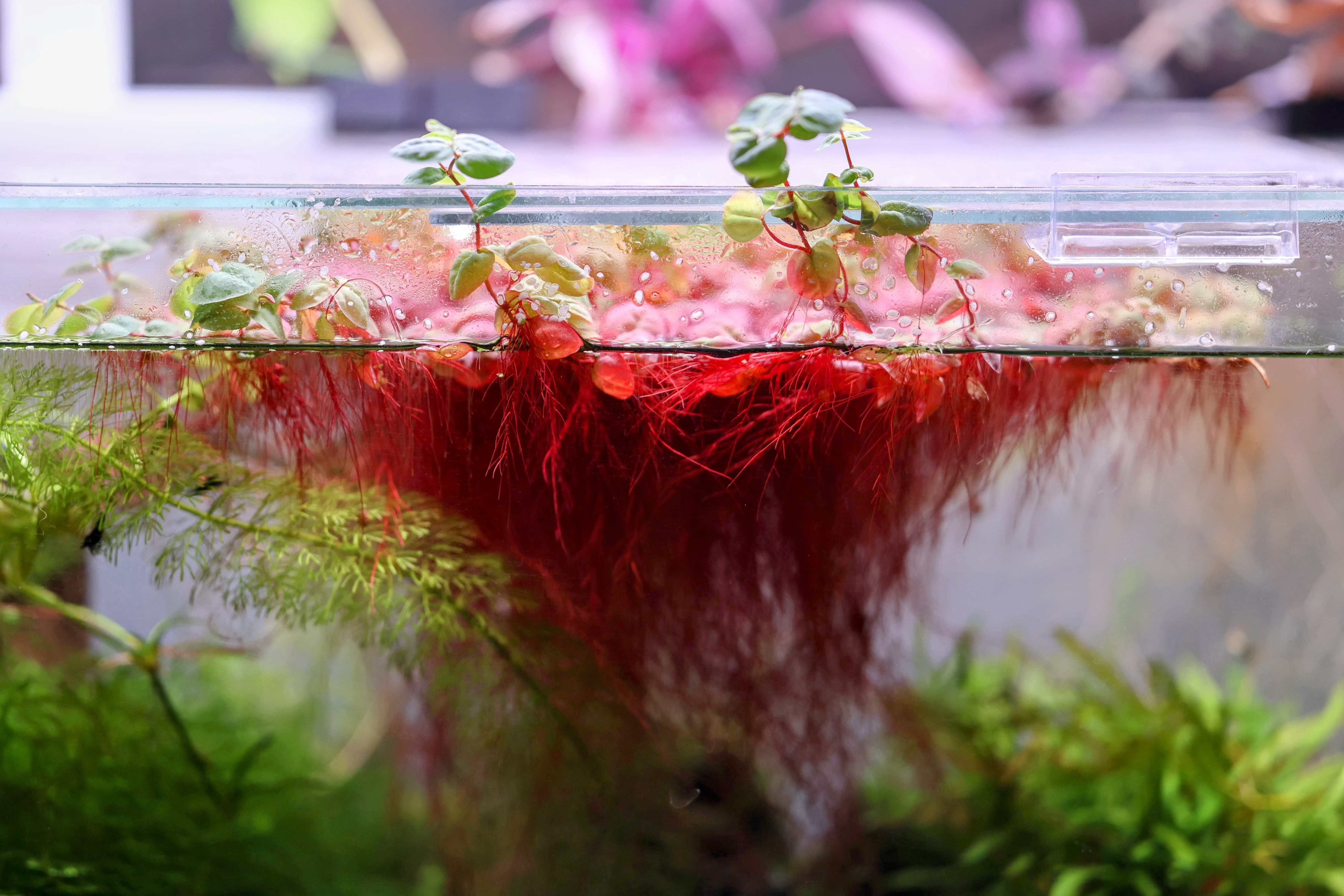 218 best Red Root Floaters images on Pholder Planted Tank, Aqua Swap