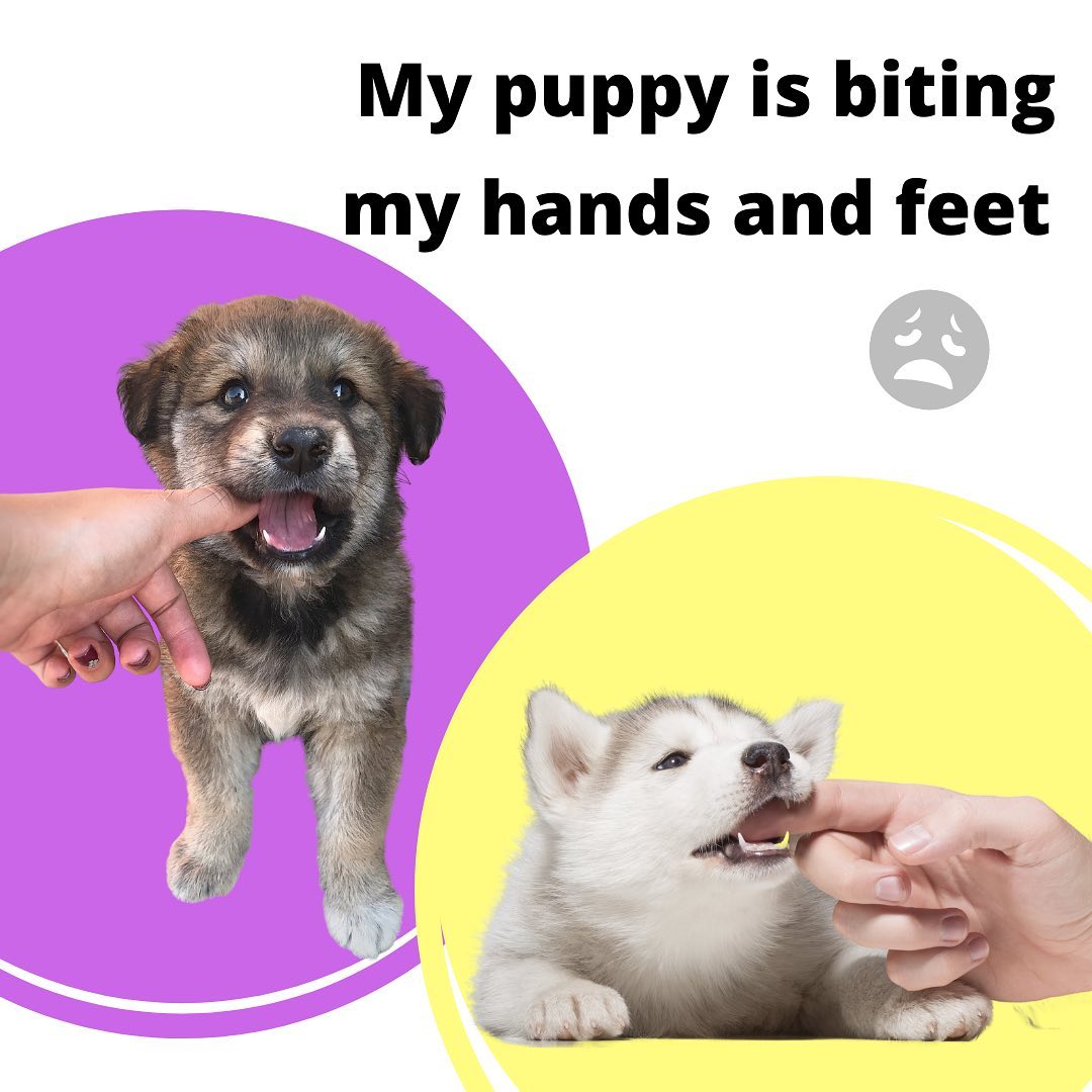 How to clean your puppy’s ears Dog grooming EveryDoggy Dog