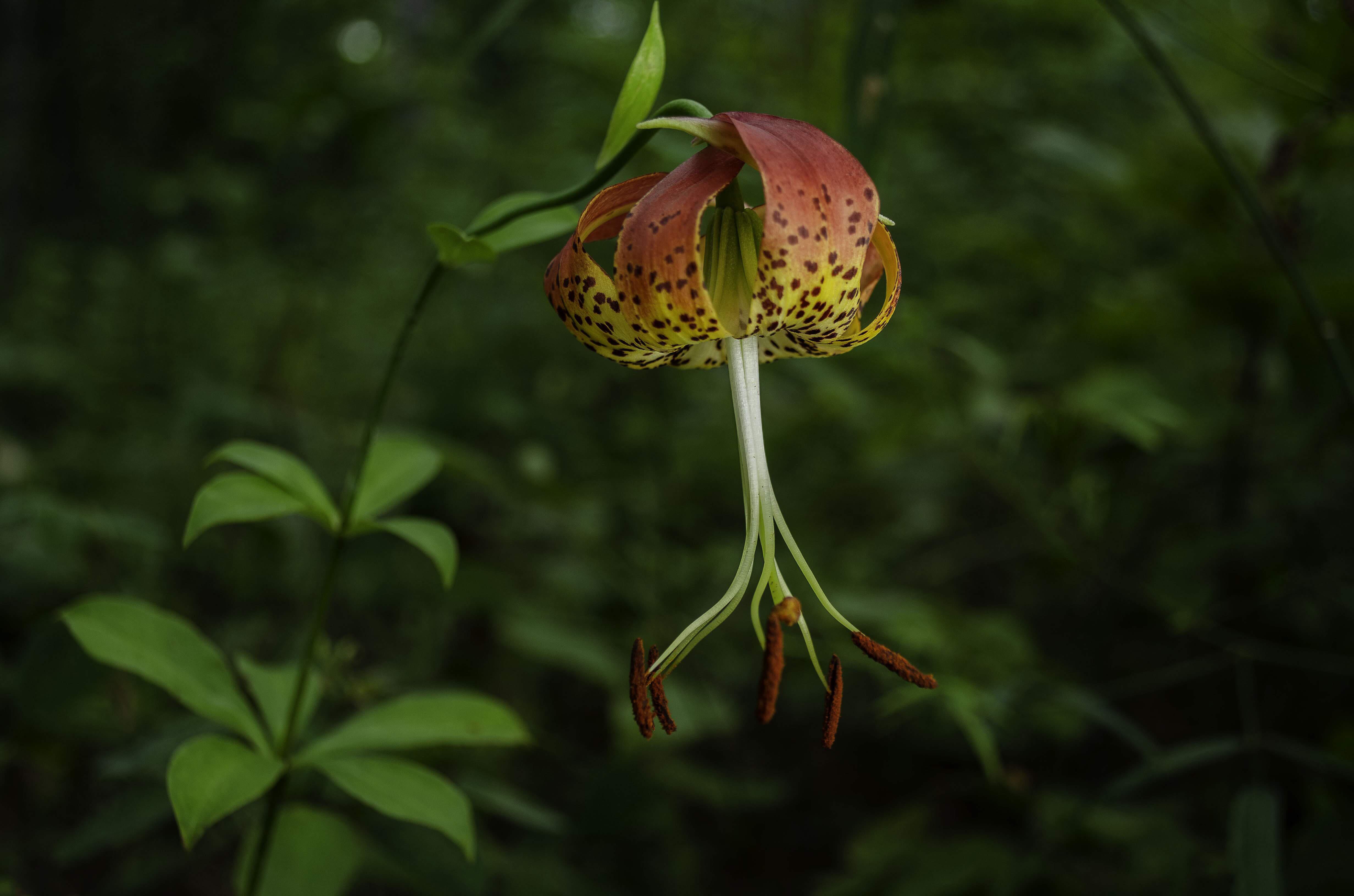 Carolina Lily blooming in a Mississippi forest r/natureporn
