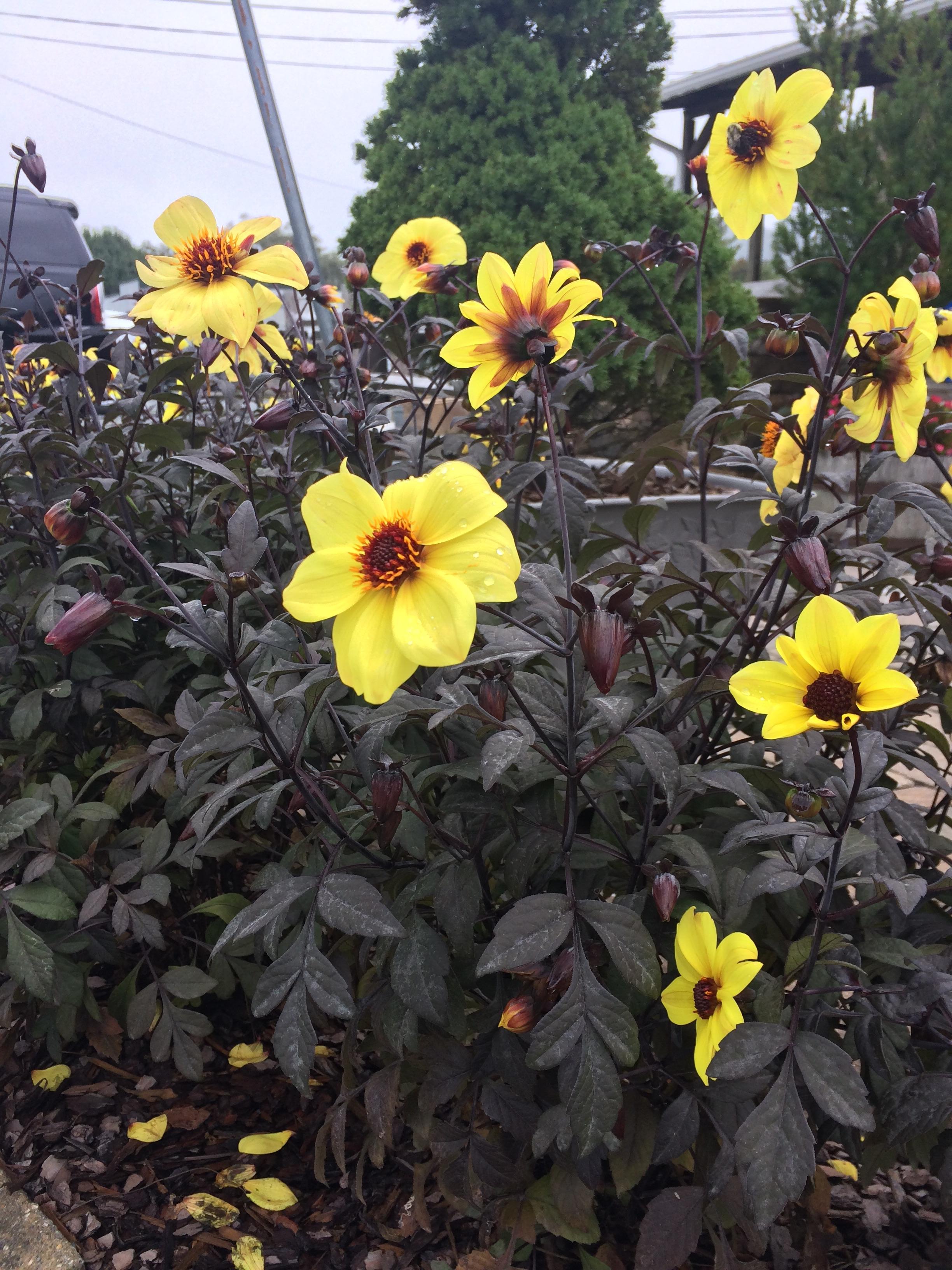 Who can identify these flowers growing Appalachian