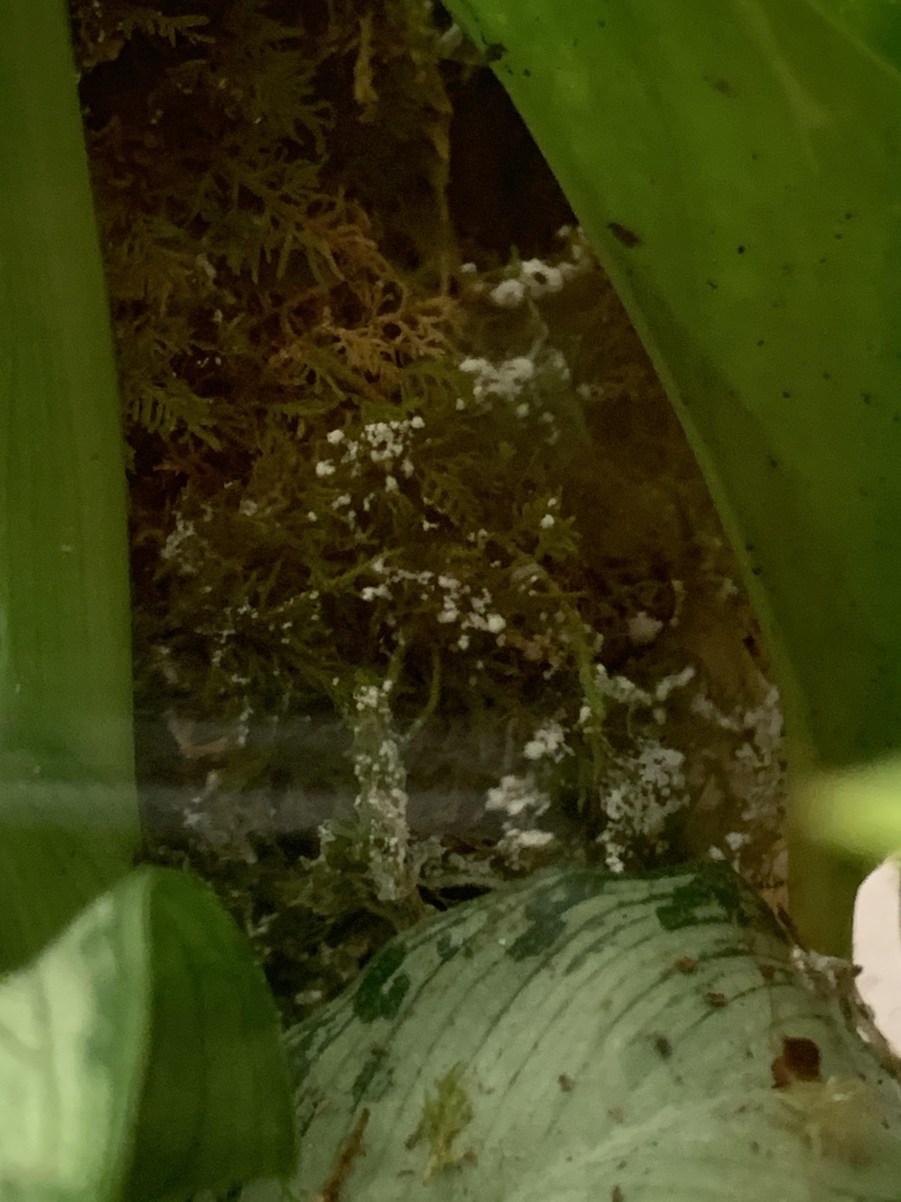 I have this snow looking mold growing. Terrarium has springtails and