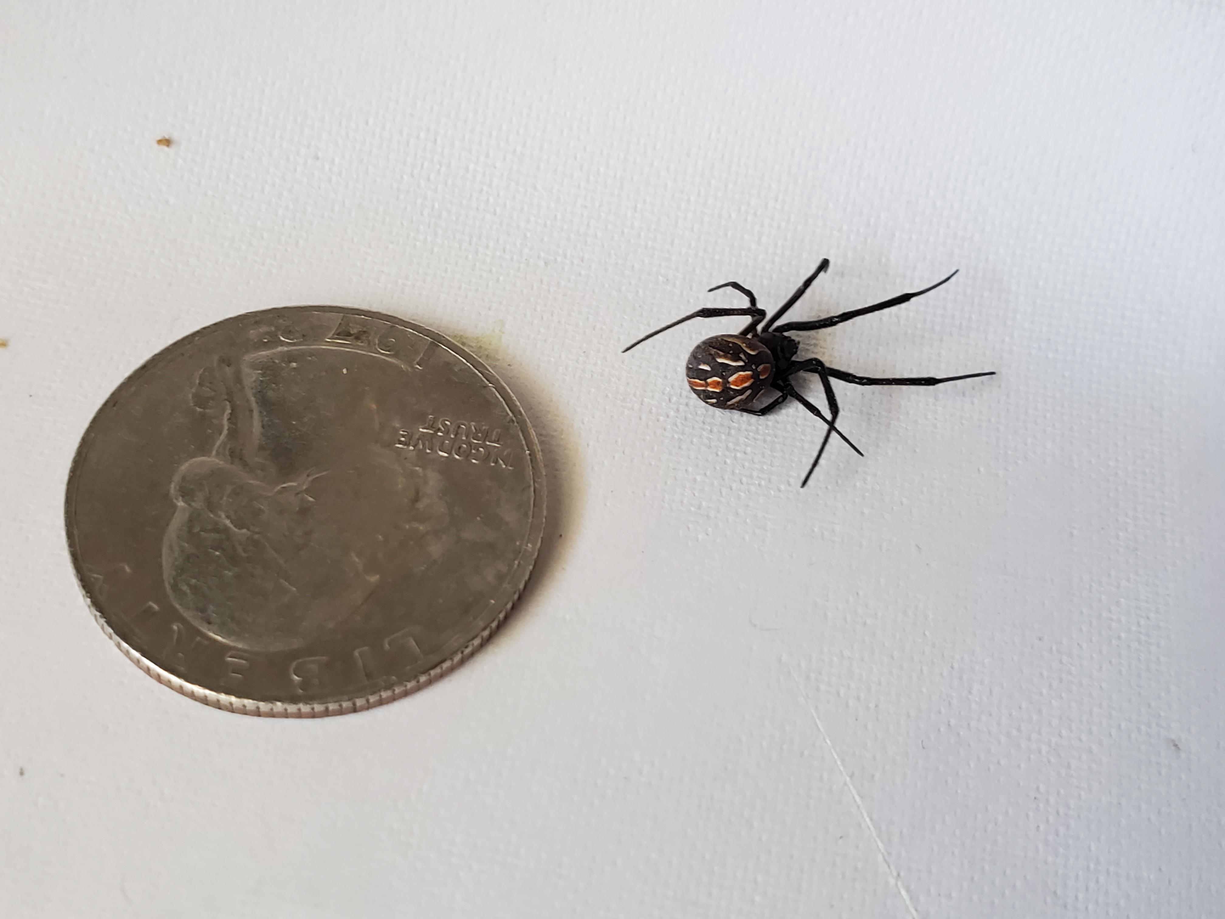 Is this a species of black widow? Found in a package of grapes in