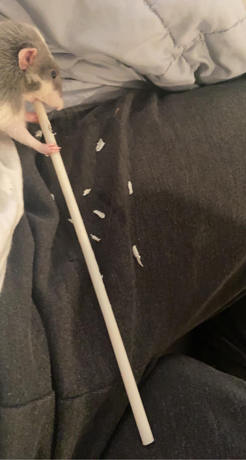 He’s playing the flute r/RATS