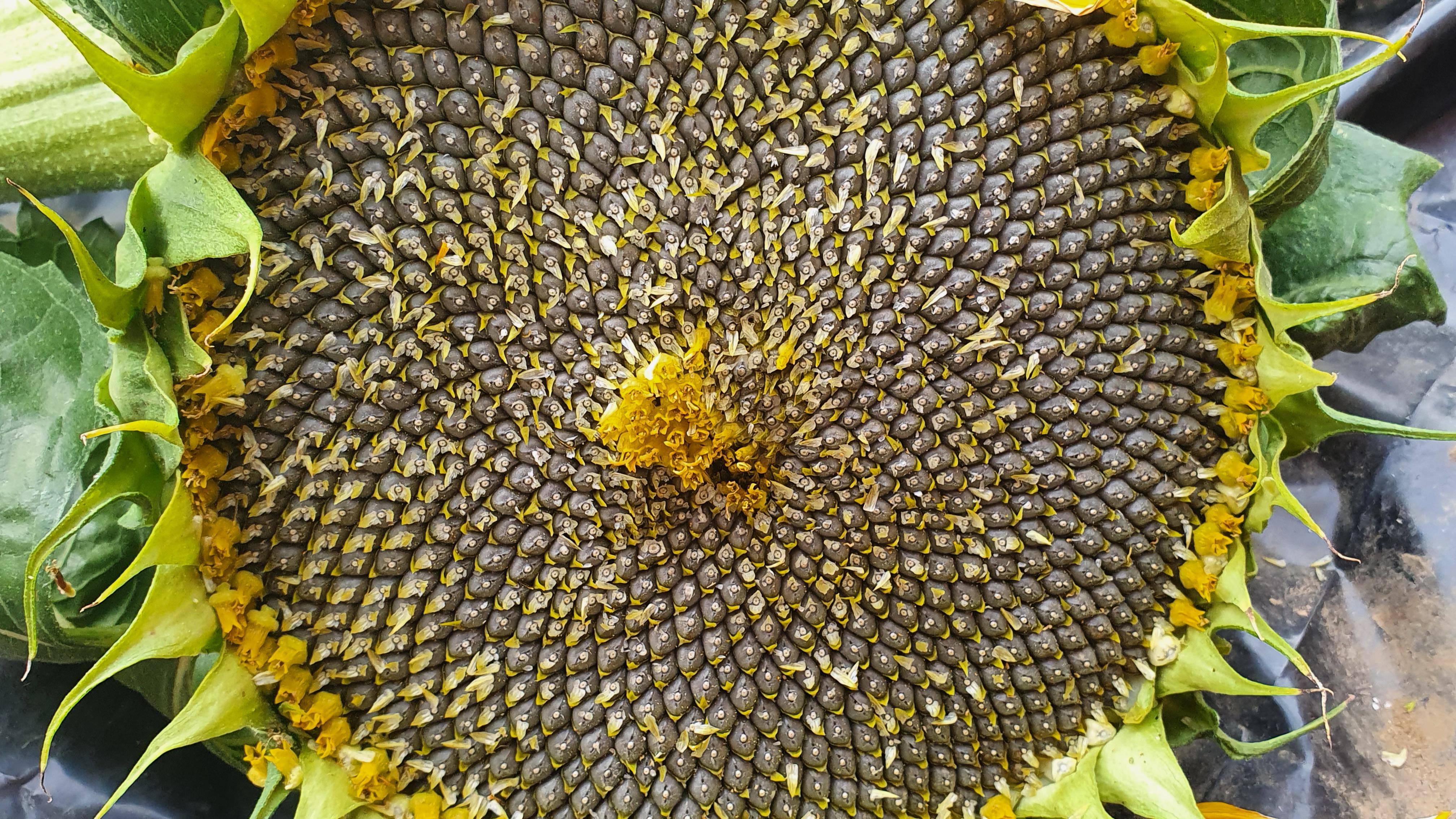 Has my sunflower failed to produce seeds? r/gardening