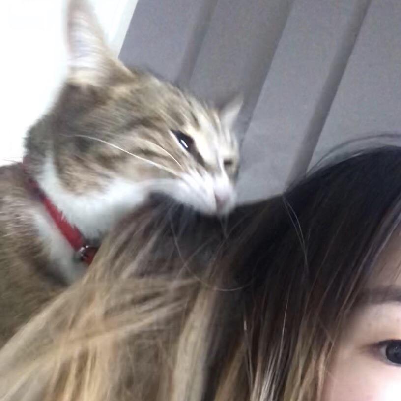 Guess my hair smells like catnip then r/WhatsWrongWithYourCat