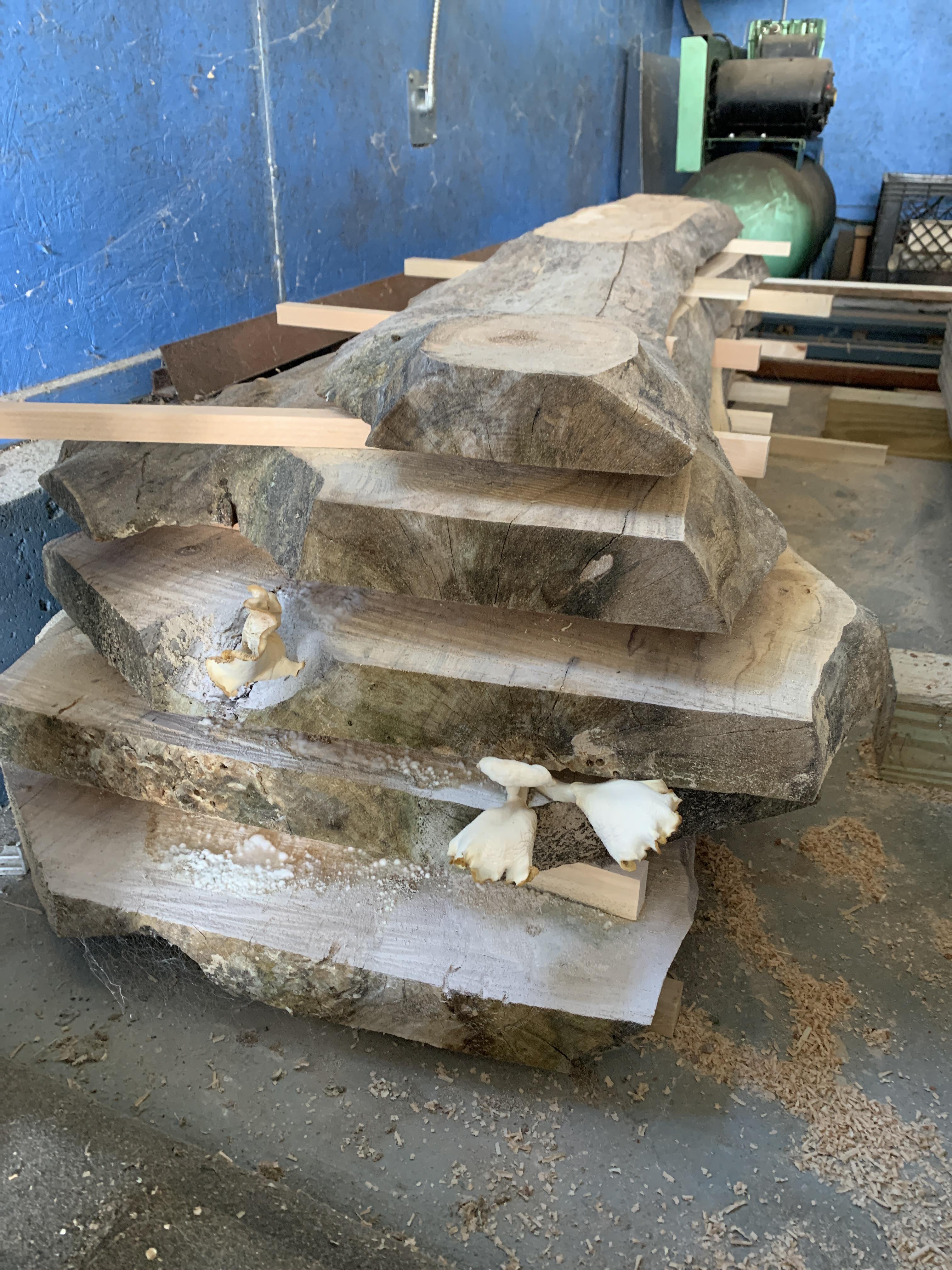 Norway maple still producing. Seems I’ve screwed my first slabs r