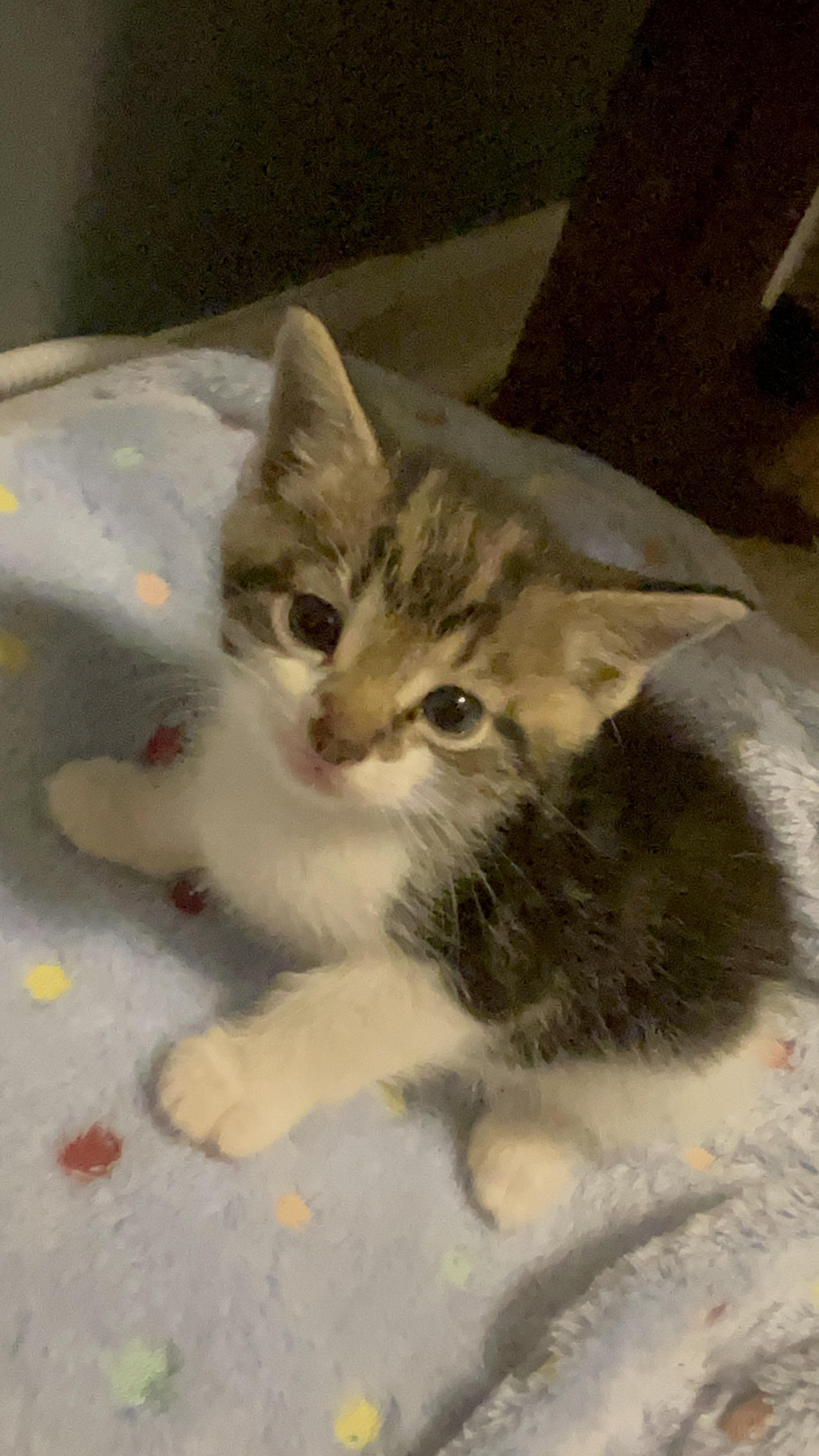 4 week old kitten r/Kitten