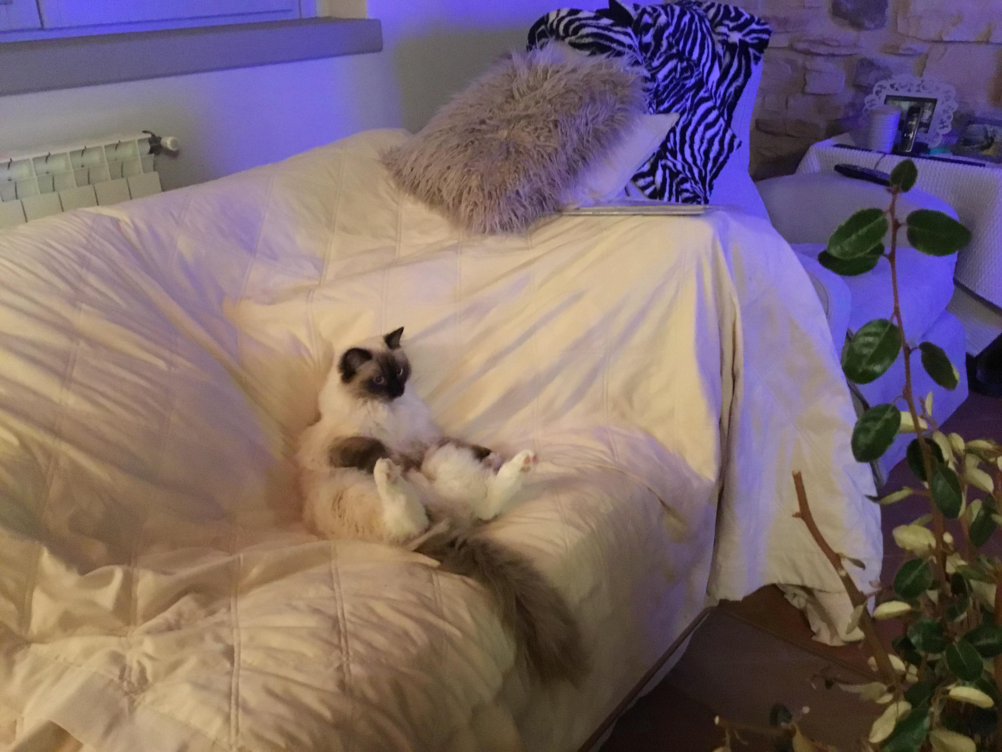 I threw this blanket on the sofa today to try to keep the cats off of