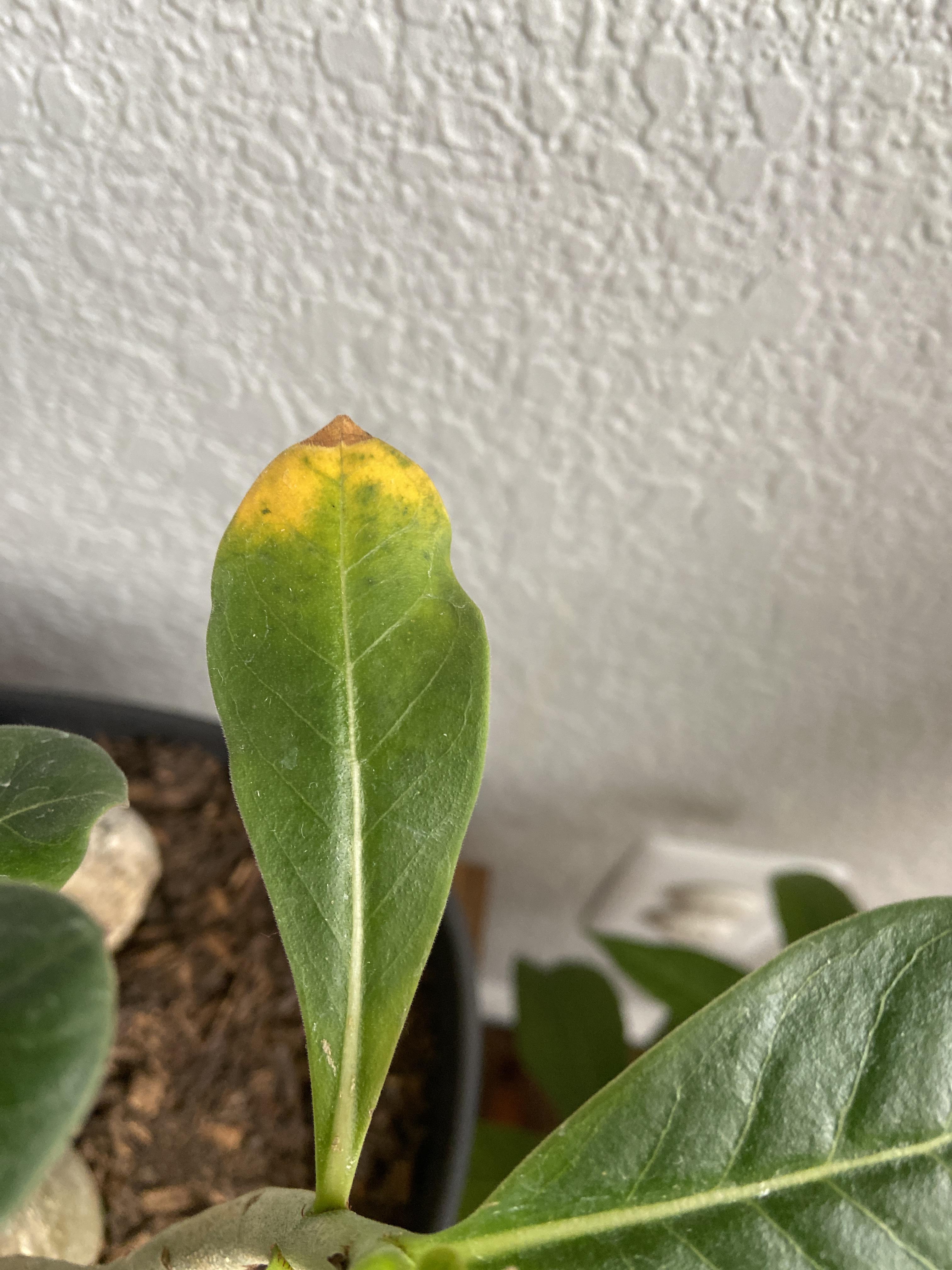 Yellowing leaf tips, any ideas why? r/DesertRose