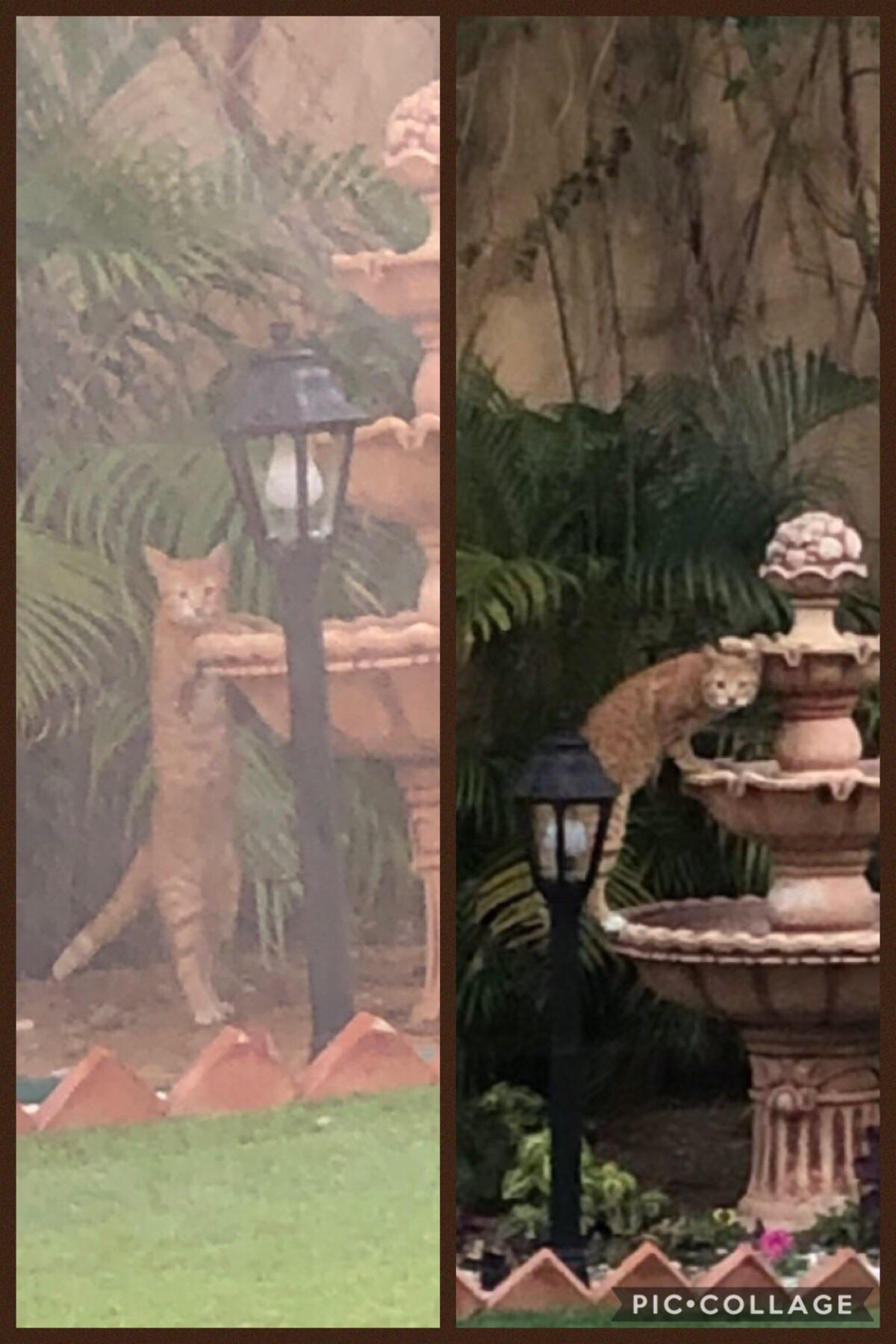 My cat only likes drinking fountain water r/cats