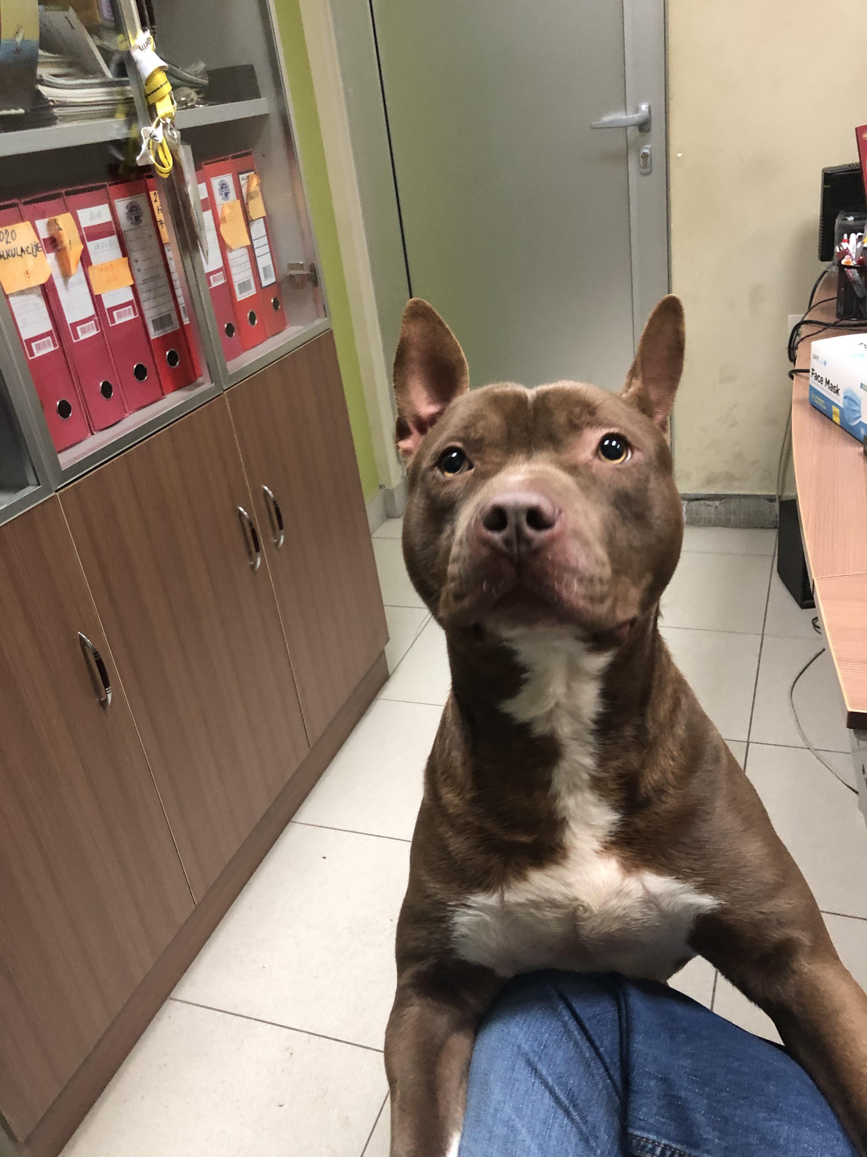 Why Do Pitbull Ears Stand Up? Golden Bailey Dogs