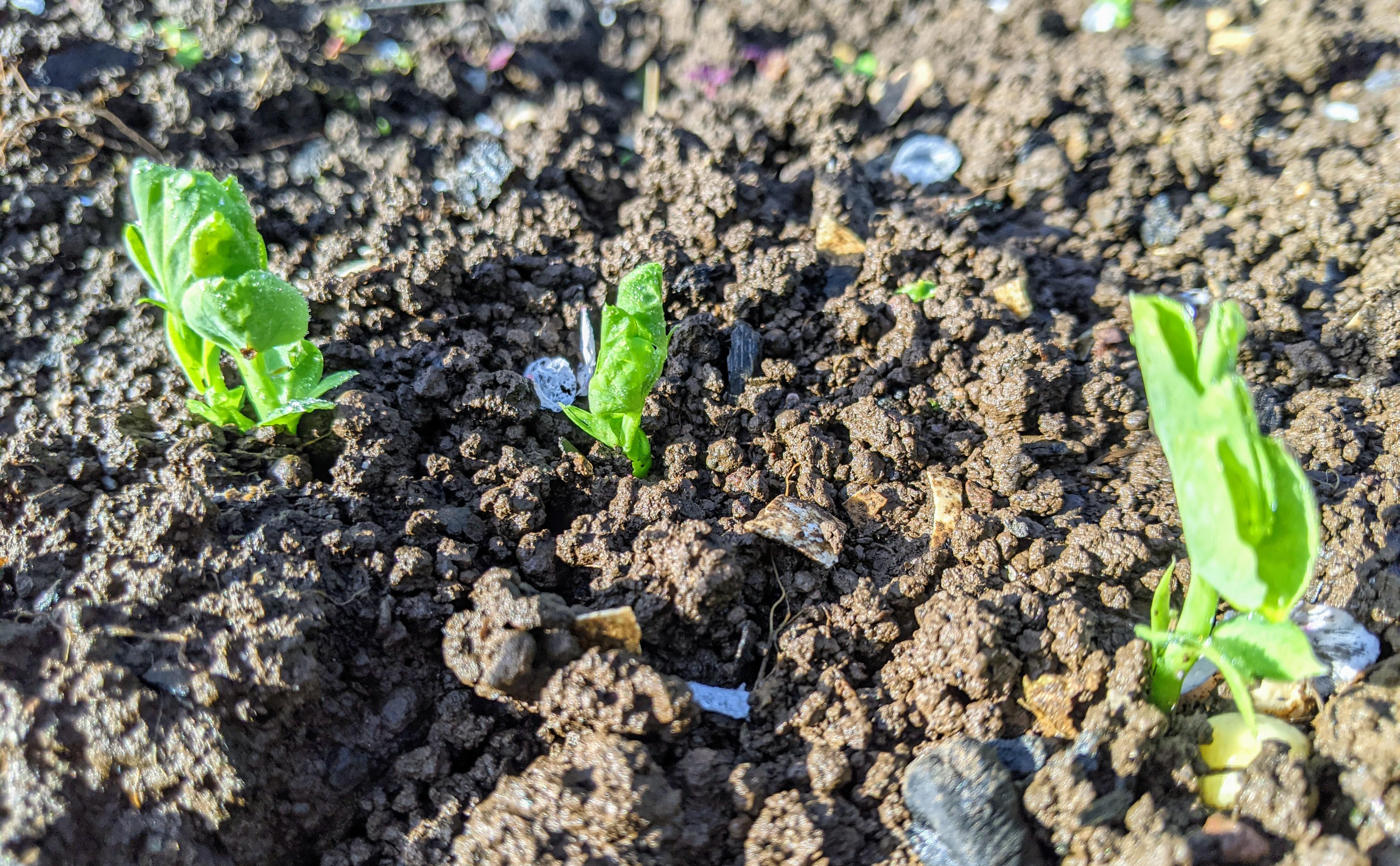 First day of spring and the peas have spring to life! NW Tasmania. r