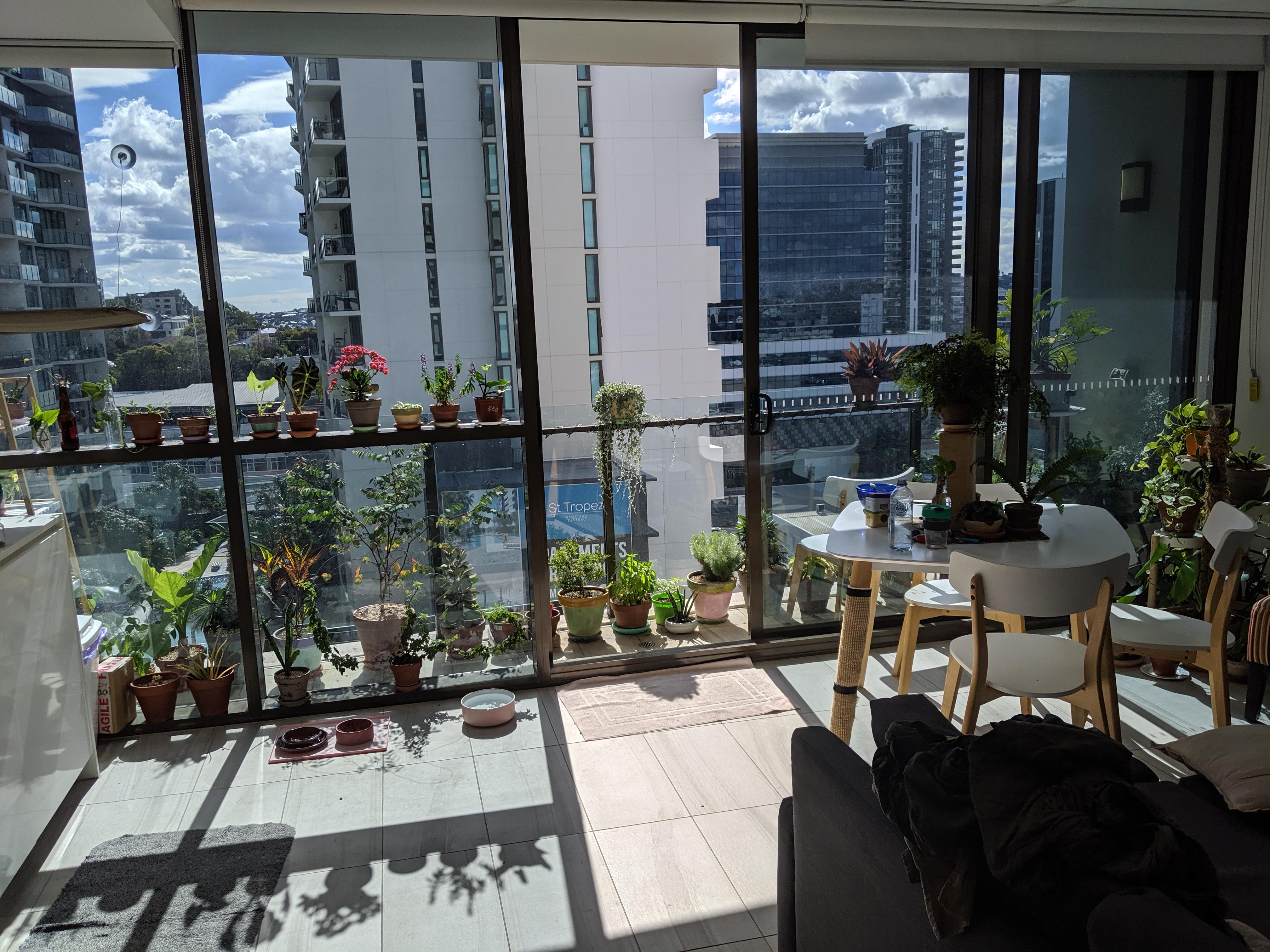 Started a year ago floor to ceiling windows are an indoor gardeners